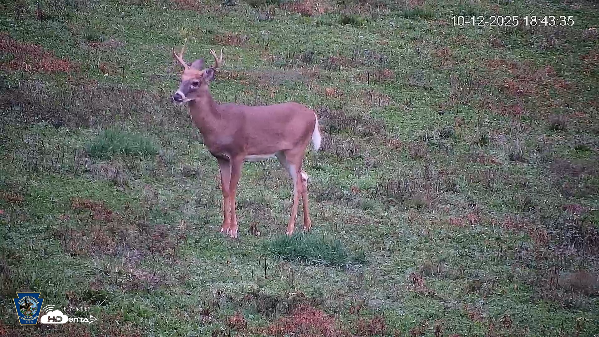 Snapshot of Pennsylvania Elk Live Webcam taken Oct 12, 2025, 6:44pm EDT