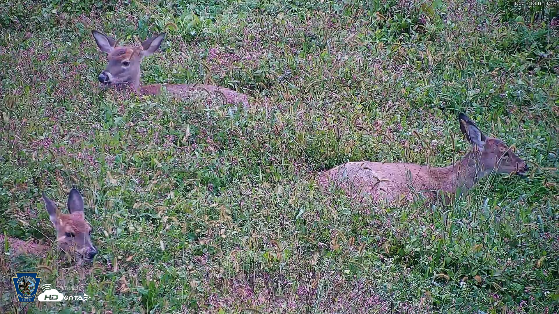 Snapshot of Pennsylvania Elk Live Webcam taken Sep 27, 2026, 4:02pm EDT