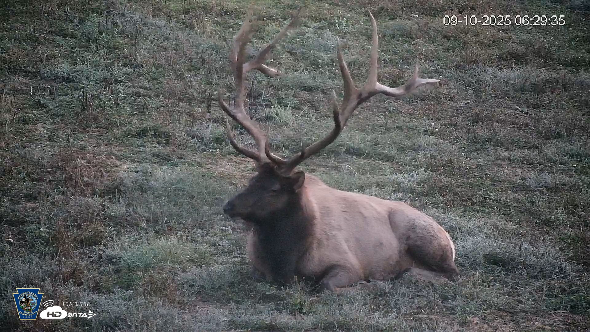 Snapshot of Pennsylvania Elk Live Webcam taken Sep 10, 2025, 6:30am EDT