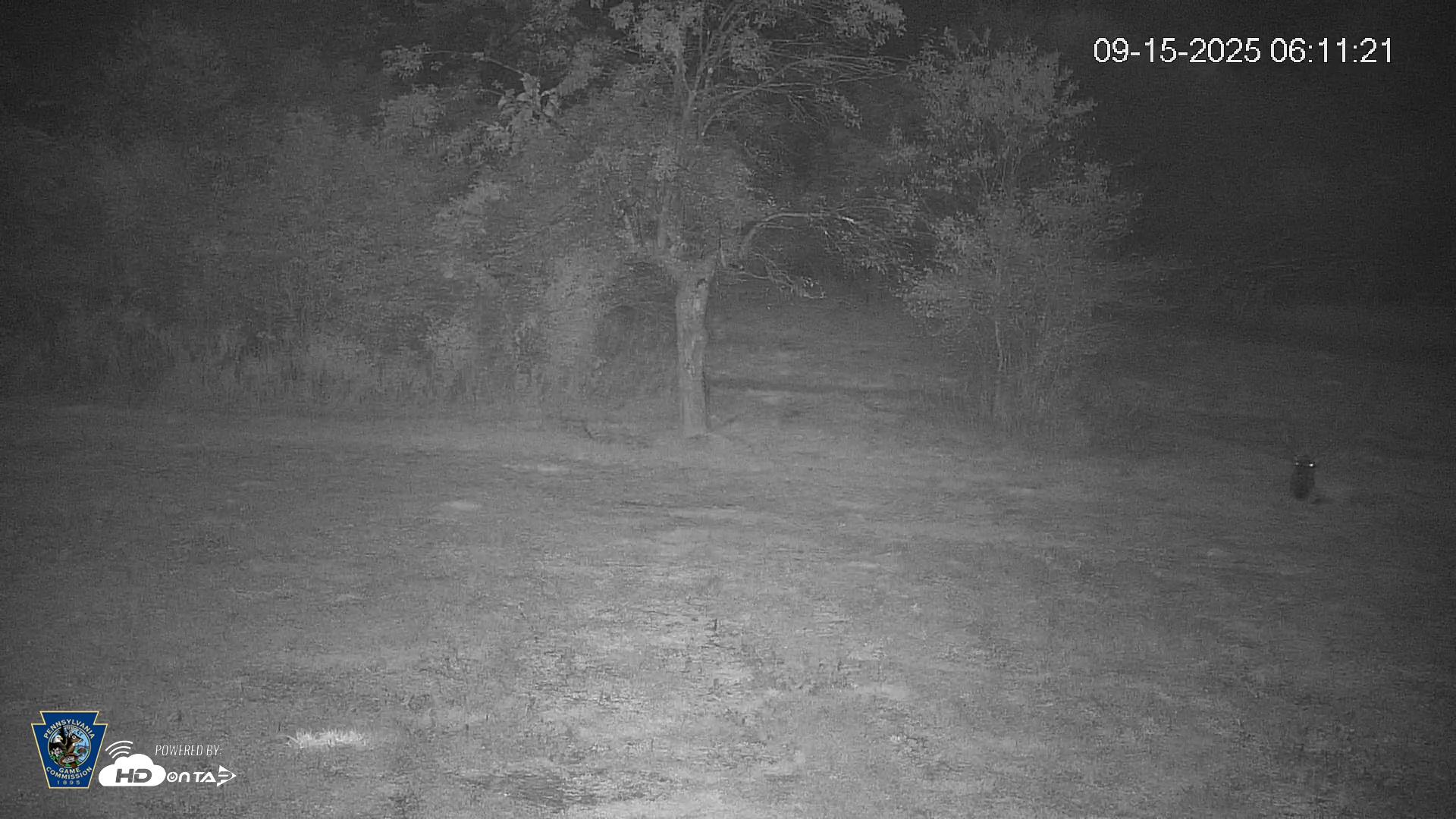 Snapshot of Pennsylvania Elk Live Webcam taken Sep 15, 2025, 6:12am EDT