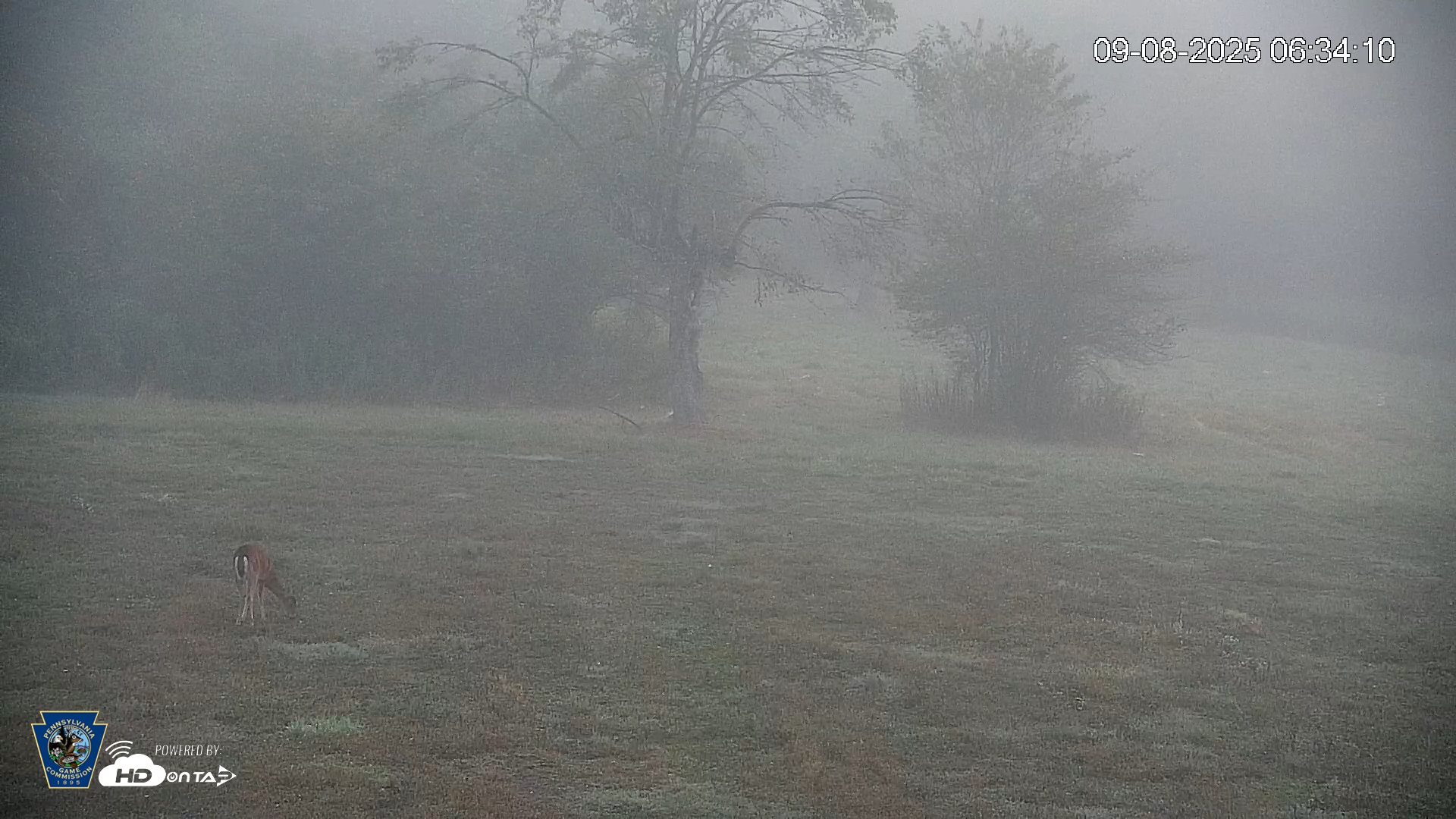 Snapshot of Pennsylvania Elk Live Webcam taken Sep 8, 2025, 6:34am EDT
