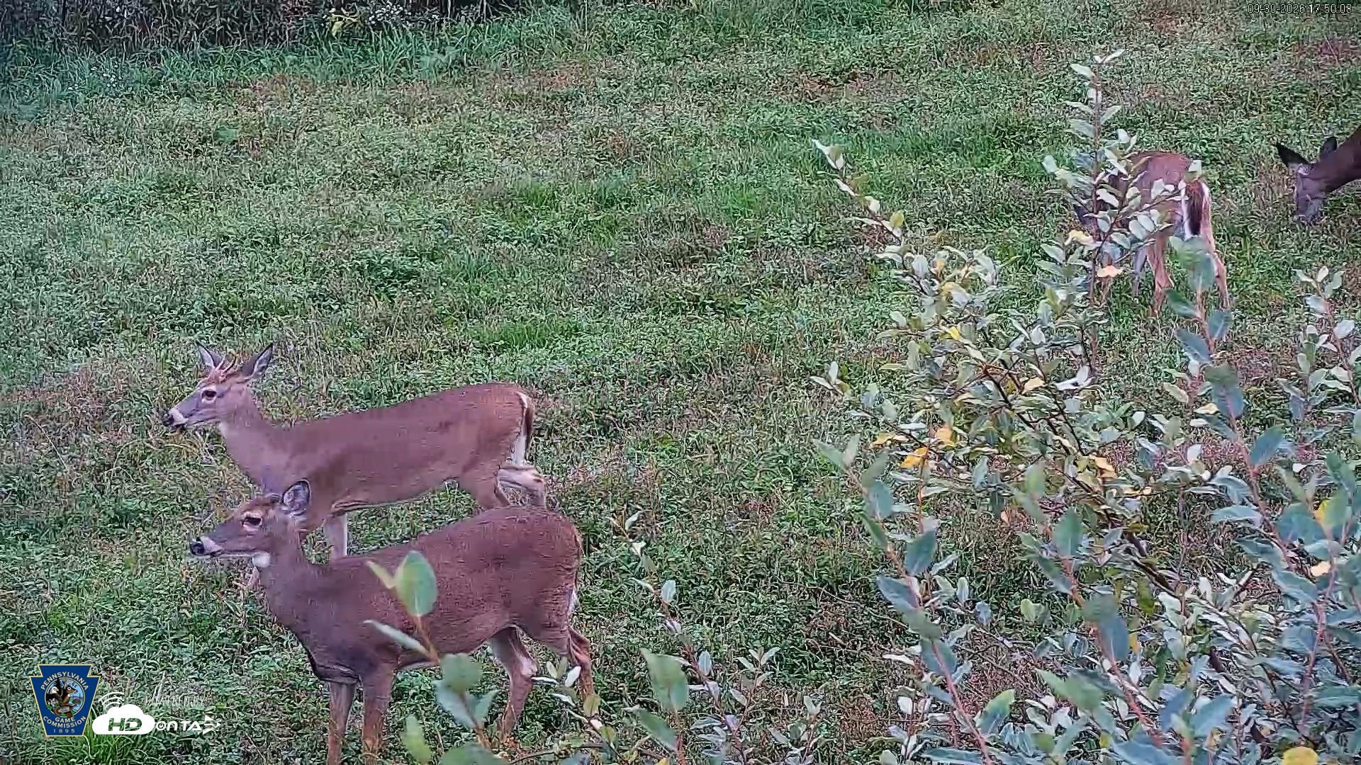 Snapshot of Pennsylvania Elk Live Webcam taken Sep 30, 2026, 5:51pm EDT
