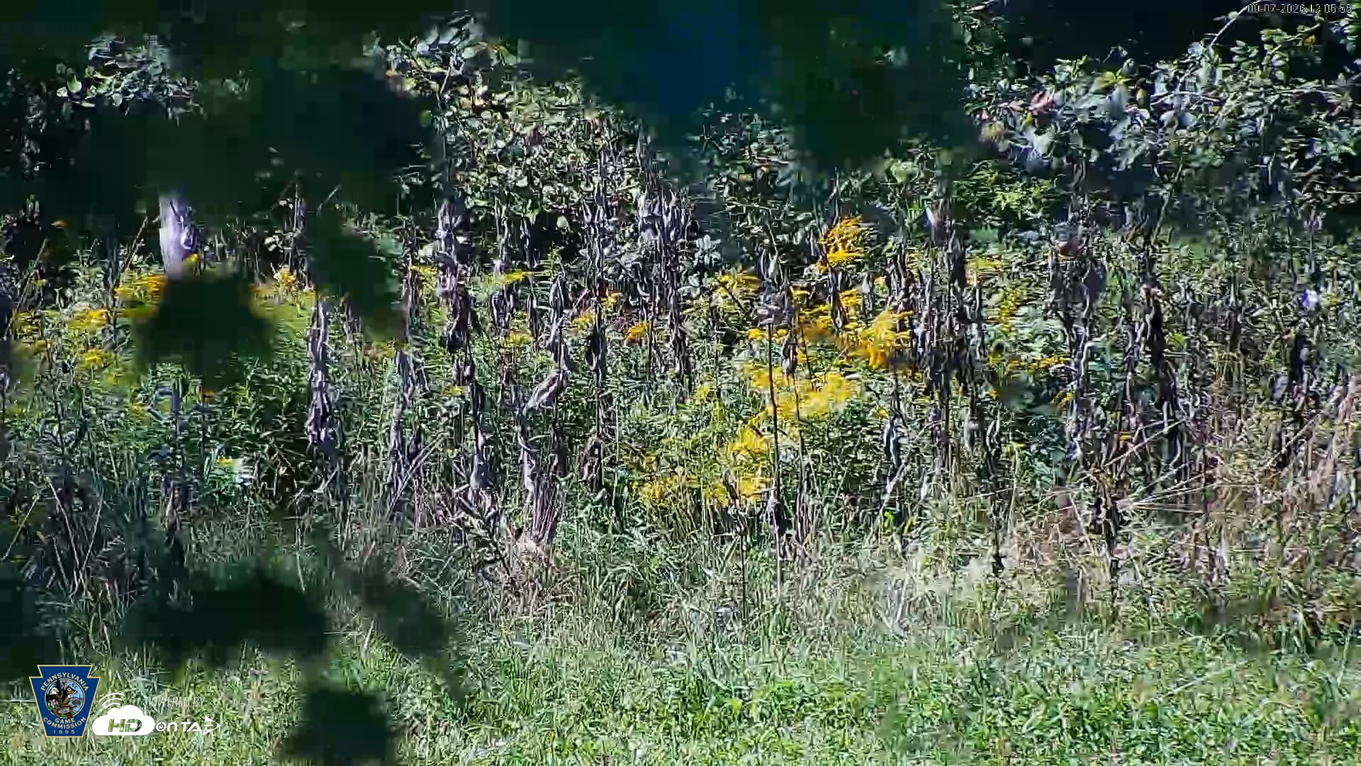 Snapshot of Pennsylvania Elk Live Webcam taken Sep 7, 2026, 12:06pm EDT