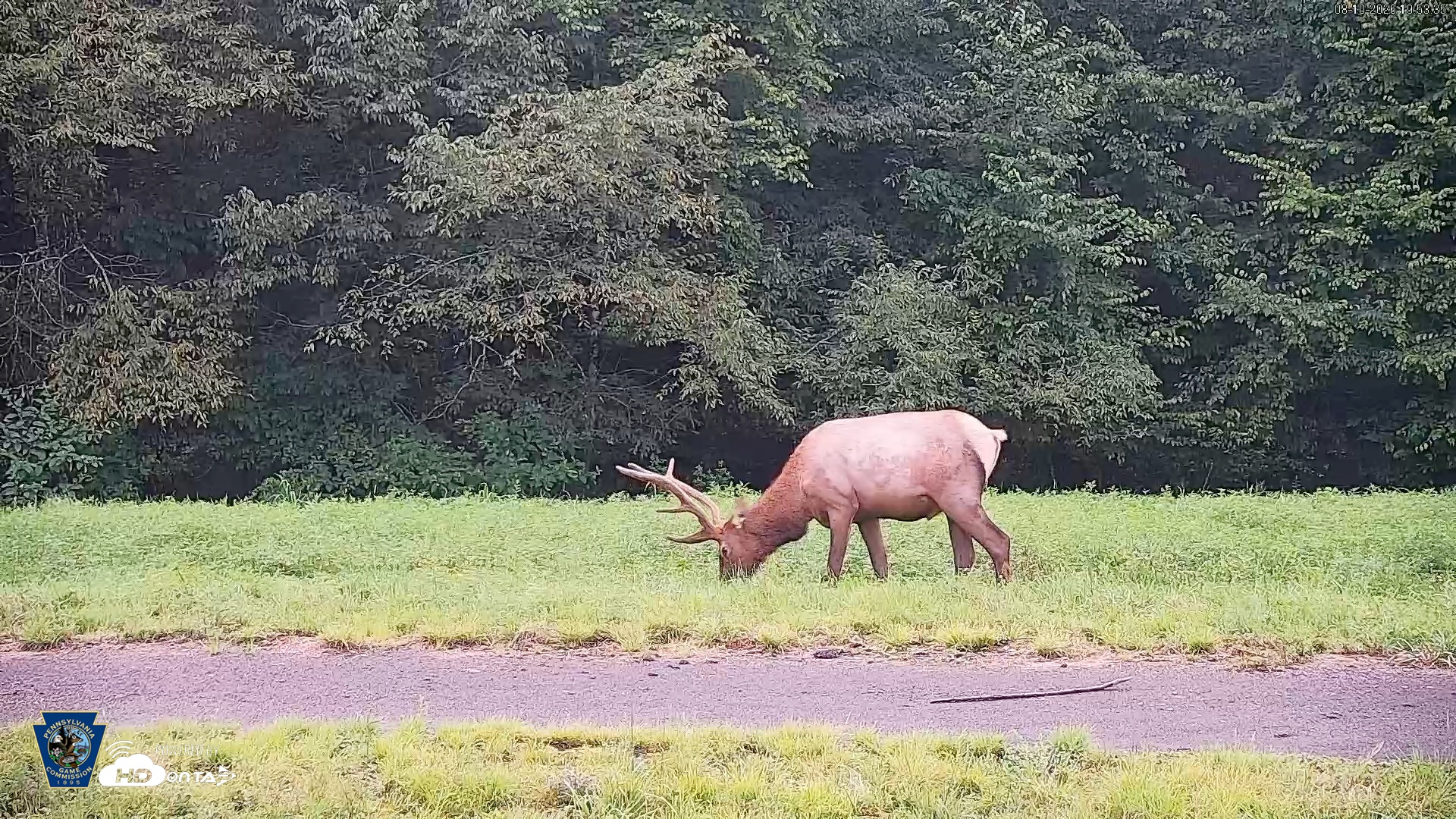 Snapshot of Pennsylvania Elk Live Webcam taken Aug 10, 2026, 7:54pm EDT