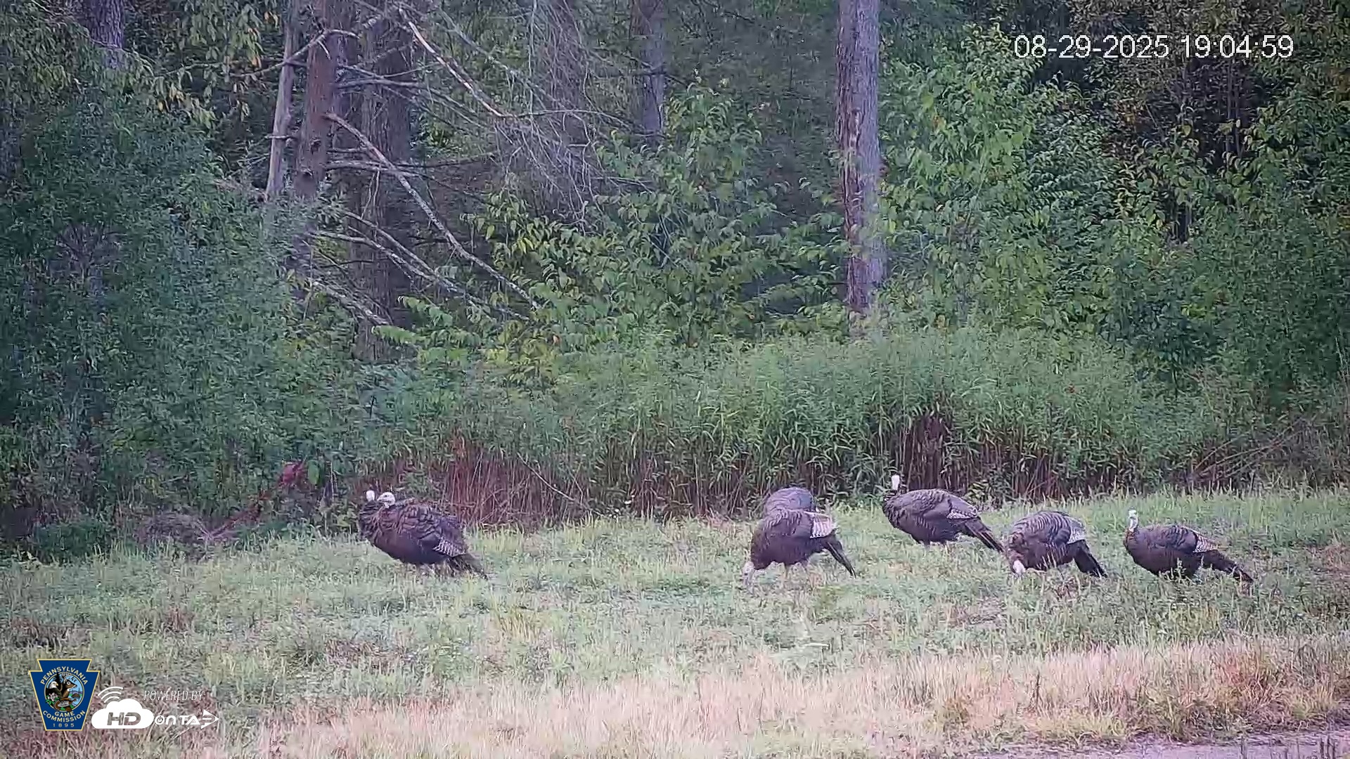 Snapshot of Pennsylvania Elk Live Webcam taken Aug 29, 2025, 7:05pm EDT