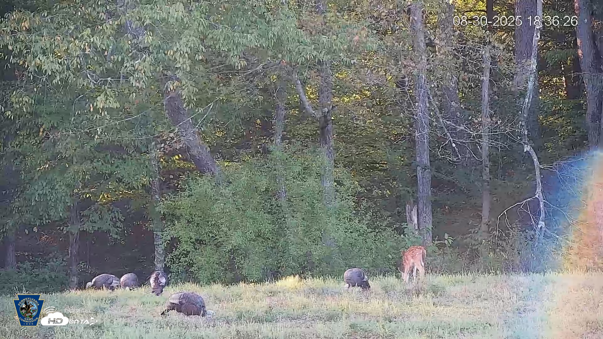 Snapshot of Pennsylvania Elk Live Webcam taken Aug 30, 2025, 6:37pm EDT