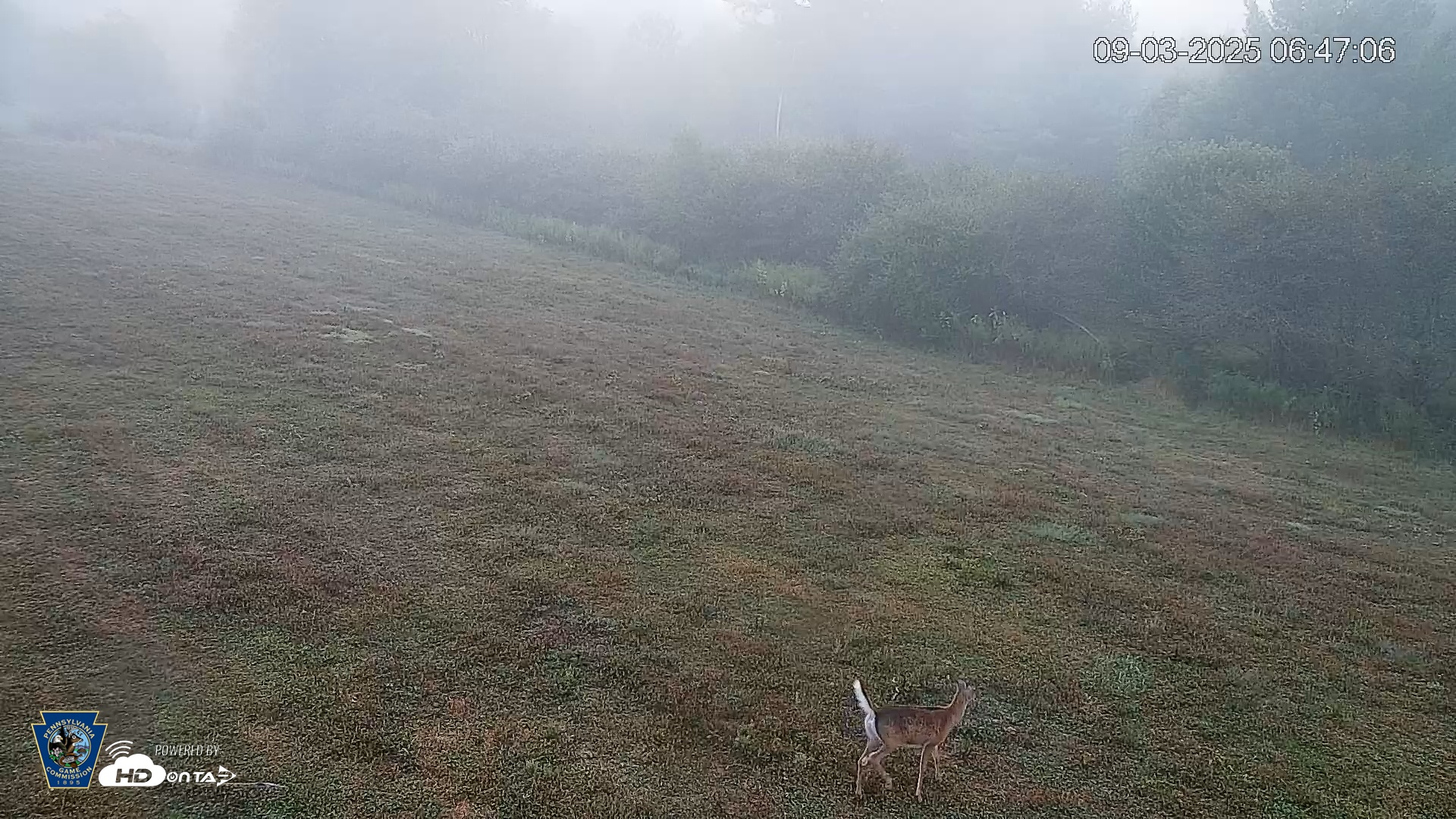 Snapshot of Pennsylvania Elk Live Webcam taken Sep 3, 2025, 6:47am EDT