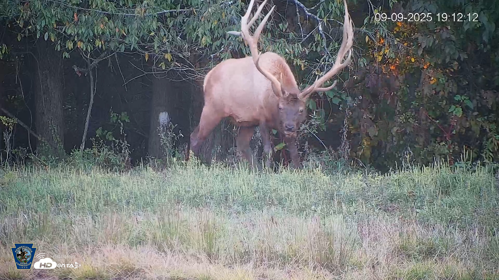 Snapshot of Pennsylvania Elk Live Webcam taken Sep 9, 2025, 7:12pm EDT