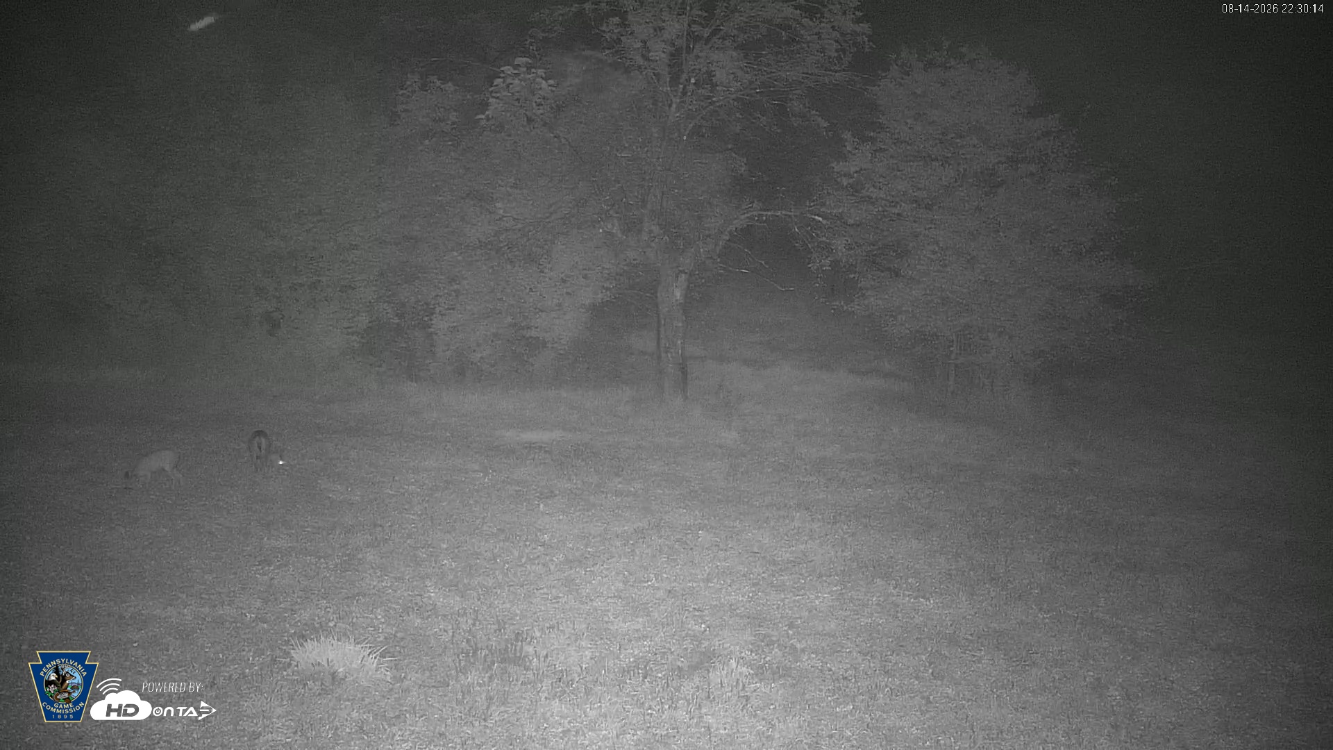 Snapshot of Pennsylvania Elk Live Webcam taken Aug 14, 2026, 10:32pm EDT