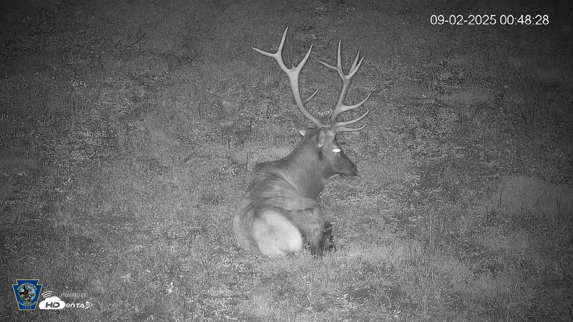 Snapshot of Pennsylvania Elk Live Webcam taken Sep 2, 2025, 12:49am EDT