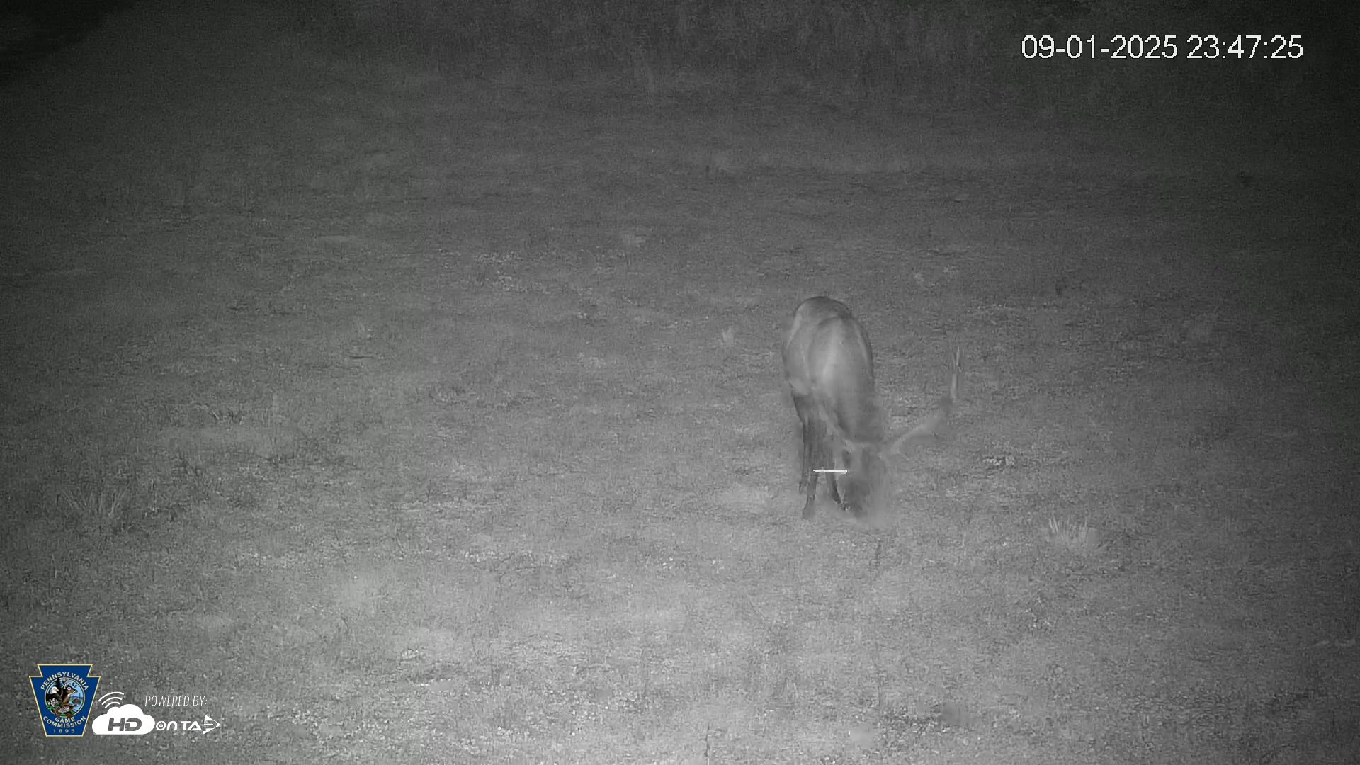 Snapshot of Pennsylvania Elk Live Webcam taken Sep 1, 2025, 11:48pm EDT