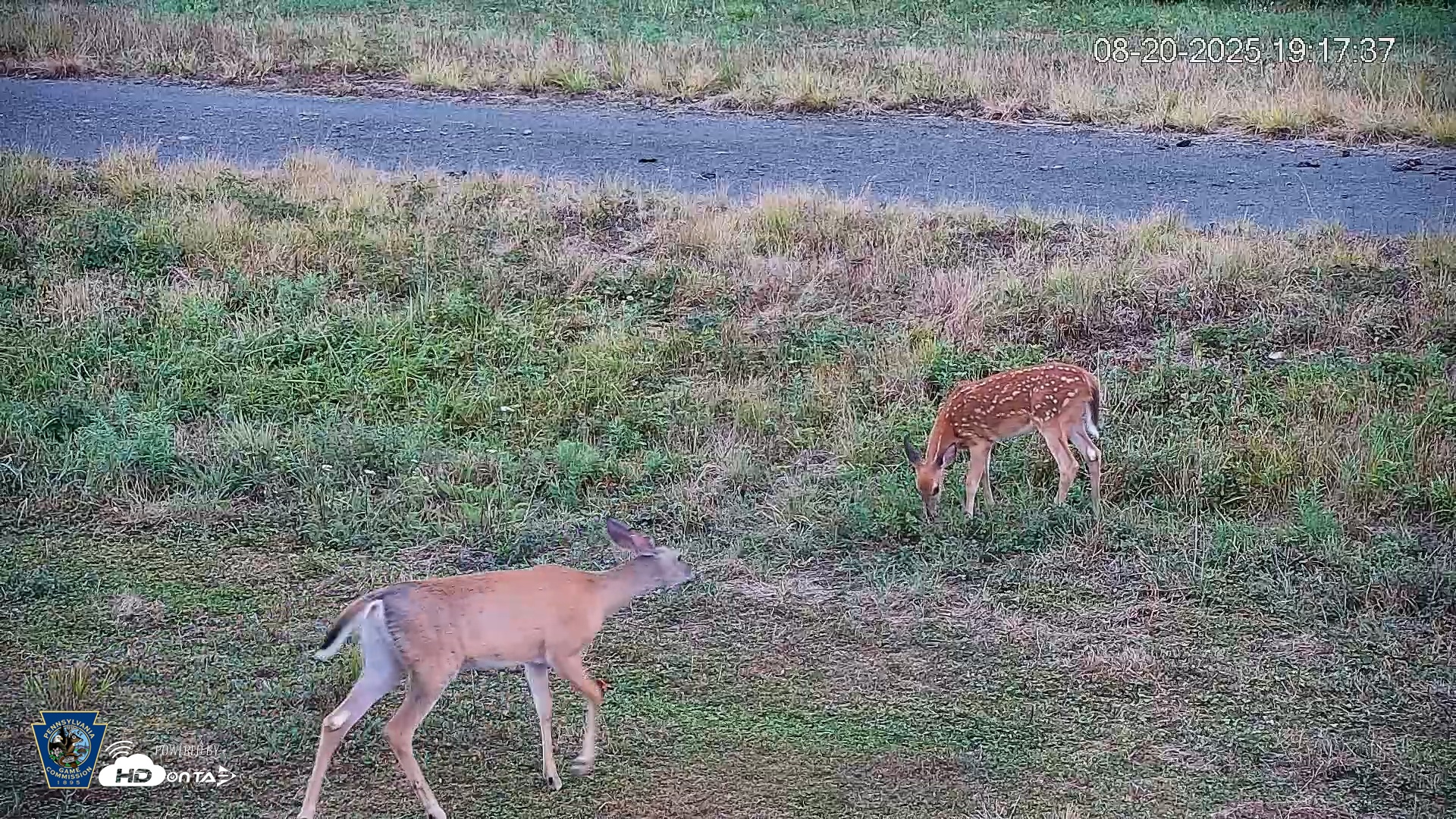 Snapshot of Pennsylvania Elk Live Webcam taken Aug 20, 2025, 7:18pm EDT