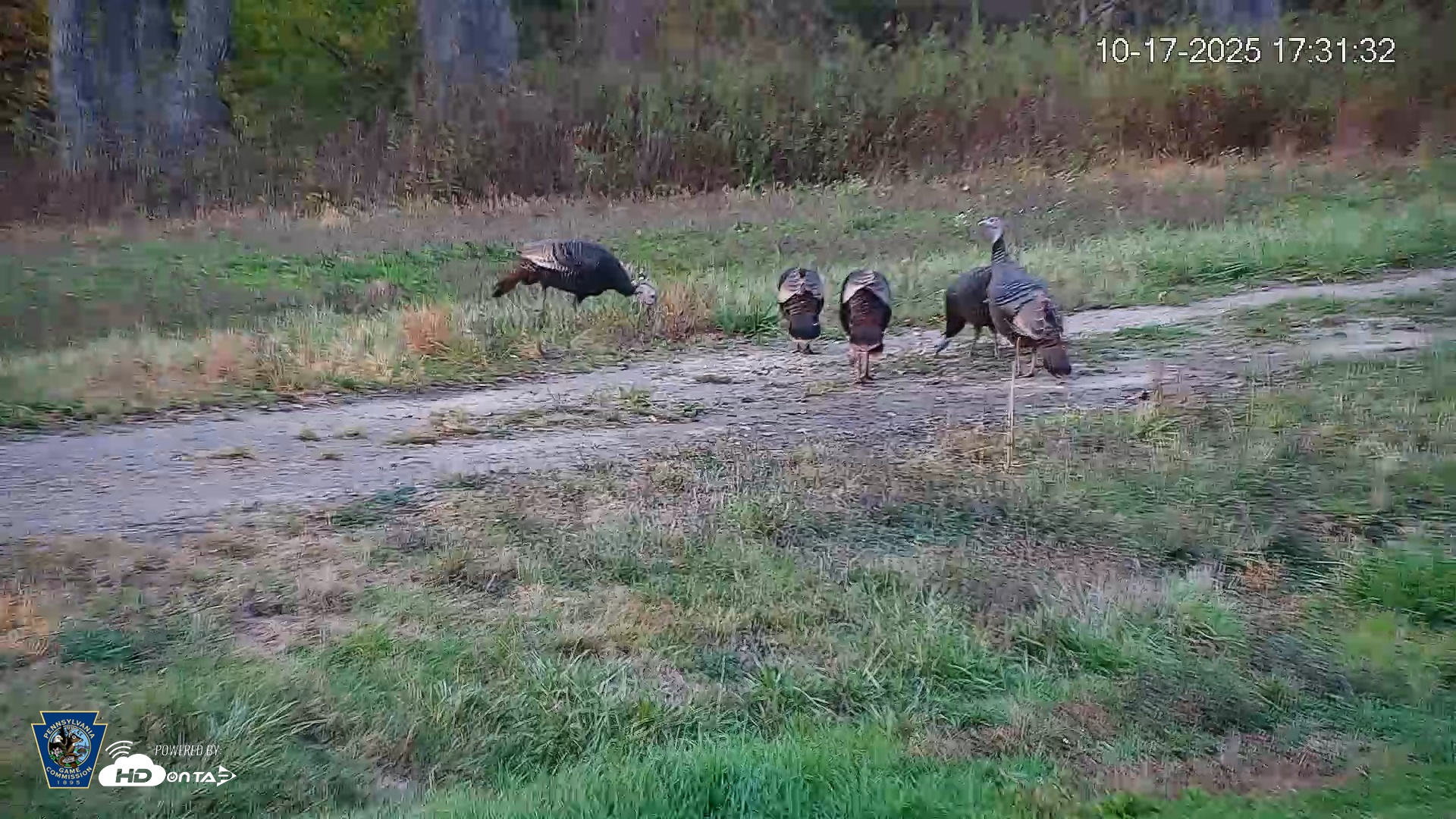 Snapshot of Pennsylvania Elk Live Webcam taken Oct 17, 2025, 5:32pm EDT