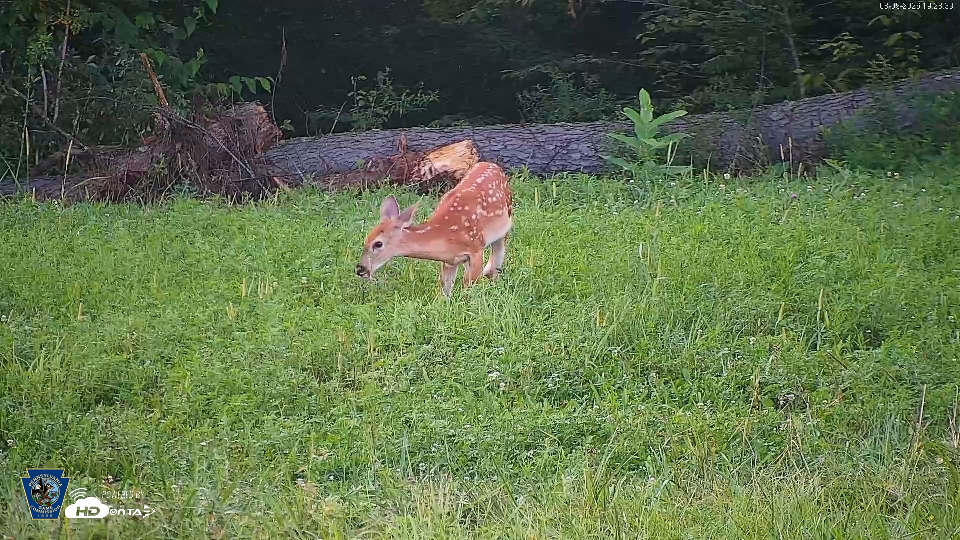 Snapshot of Pennsylvania Elk Live Webcam taken Aug 9, 2026, 7:29pm EDT
