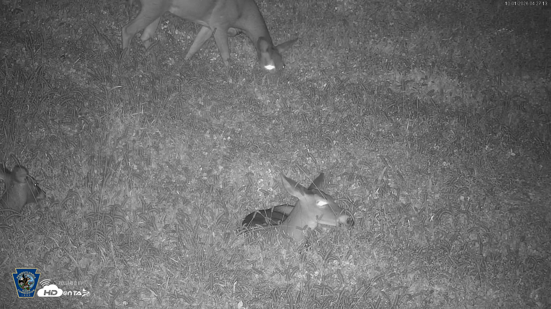 Snapshot of Pennsylvania Elk Live Webcam taken Oct 1, 2026, 4:28am EDT