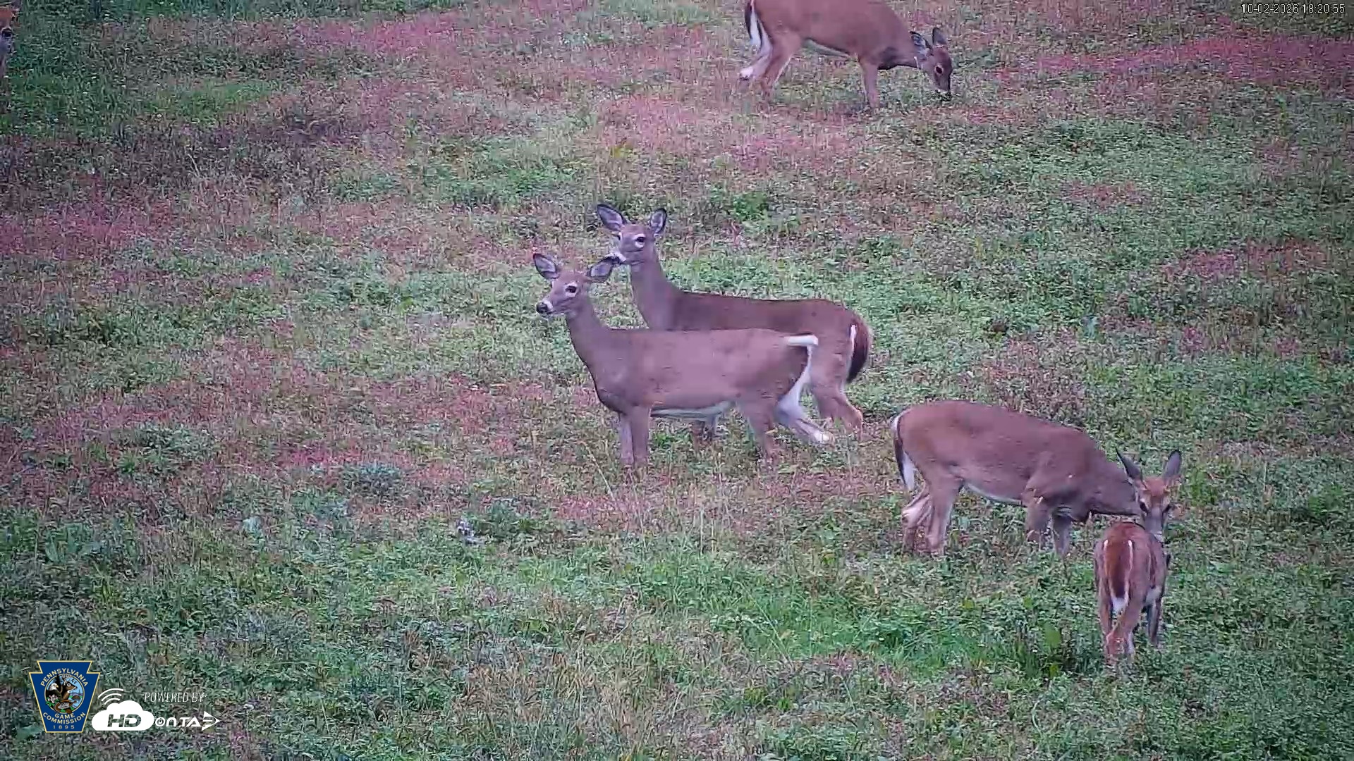 Snapshot of Pennsylvania Elk Live Webcam taken Oct 2, 2026, 6:23pm EDT