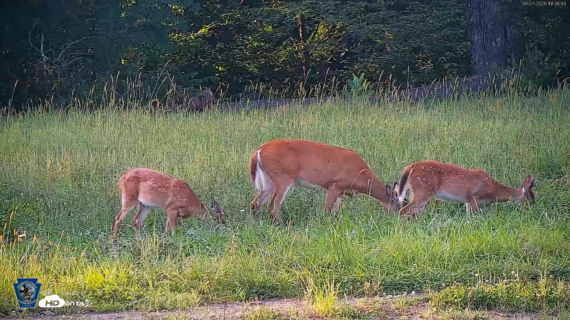 Snapshot of Pennsylvania Elk Live Webcam taken Aug 27, 2026, 6:37pm EDT