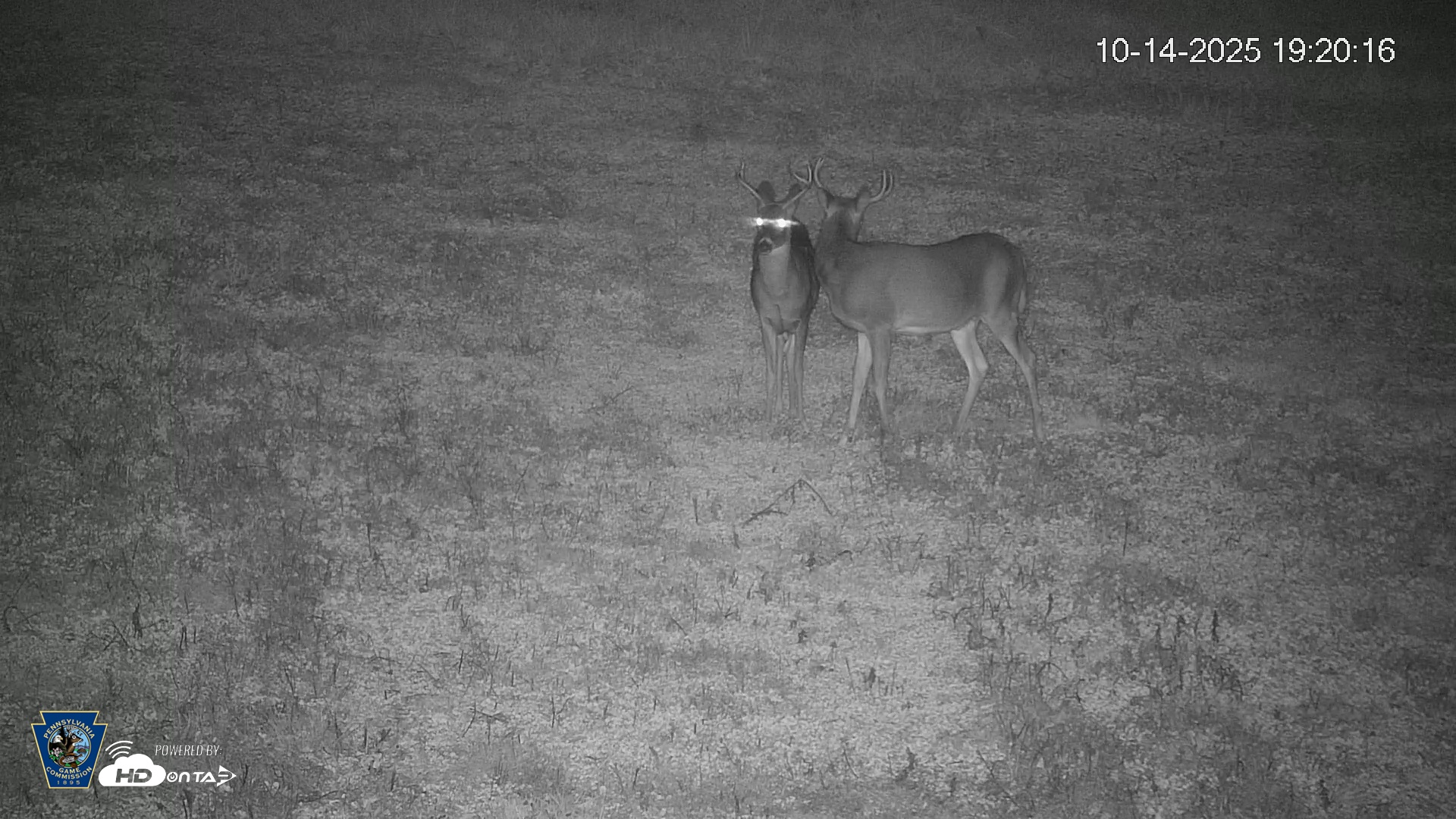 Snapshot of Pennsylvania Elk Live Webcam taken Oct 14, 2025, 7:21pm EDT