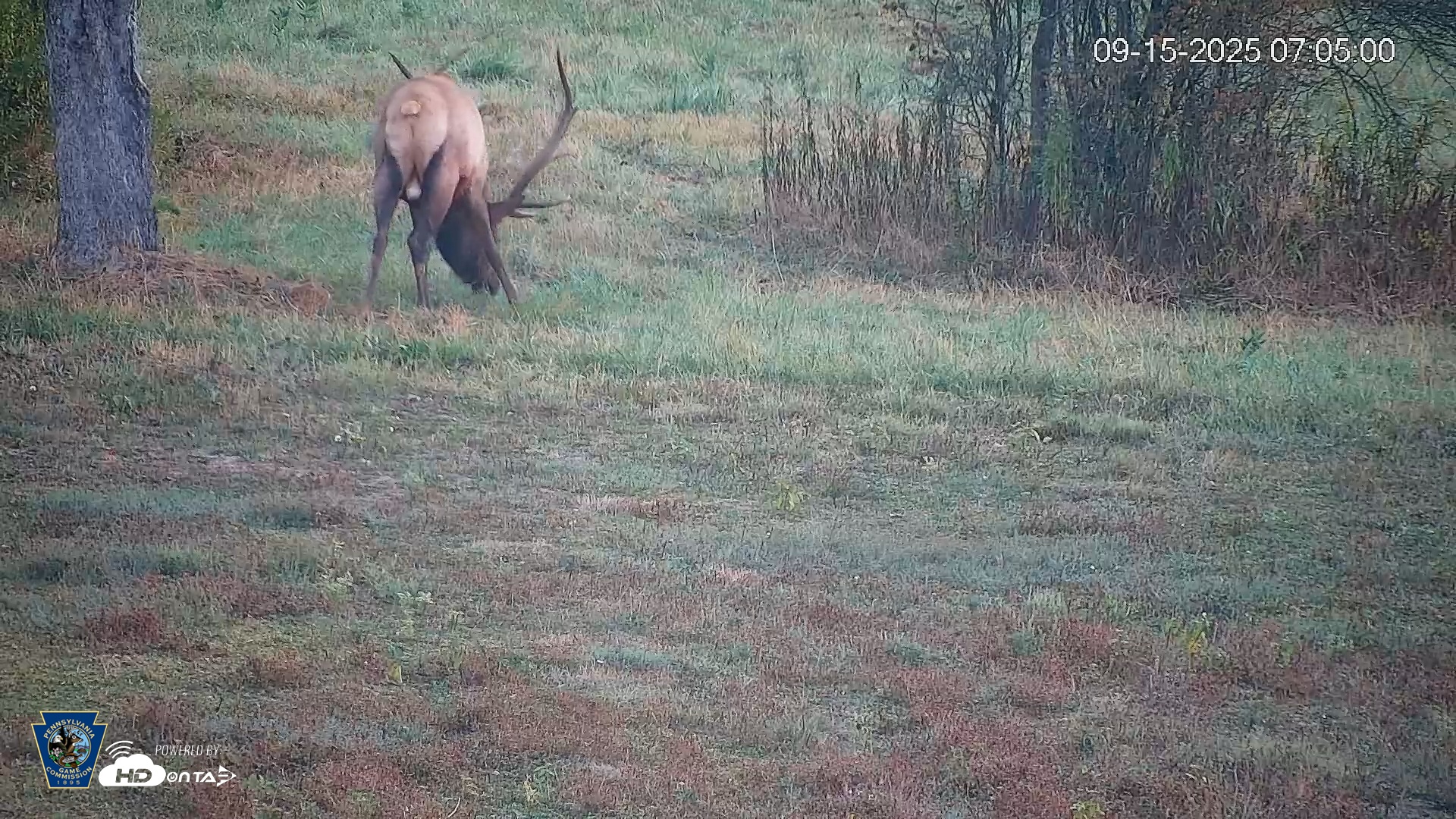 Snapshot of Pennsylvania Elk Live Webcam taken Sep 15, 2025, 7:05am EDT