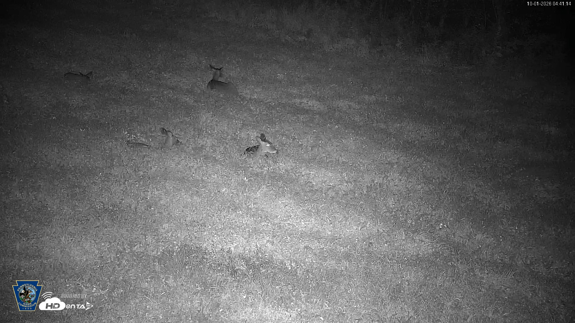 Snapshot of Pennsylvania Elk Live Webcam taken Oct 1, 2026, 4:42am EDT