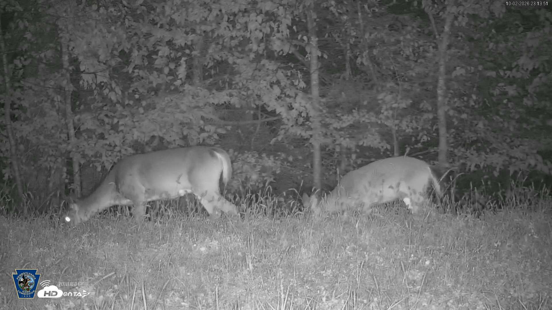 Snapshot of Pennsylvania Elk Live Webcam taken Oct 2, 2026, 11:14pm EDT