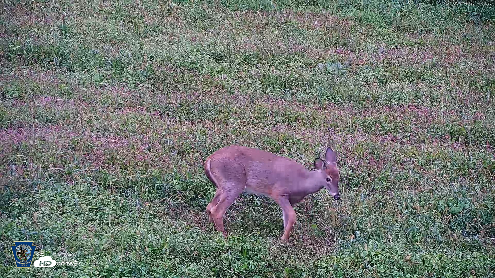 Snapshot of Pennsylvania Elk Live Webcam taken Sep 27, 2026, 2:09pm EDT