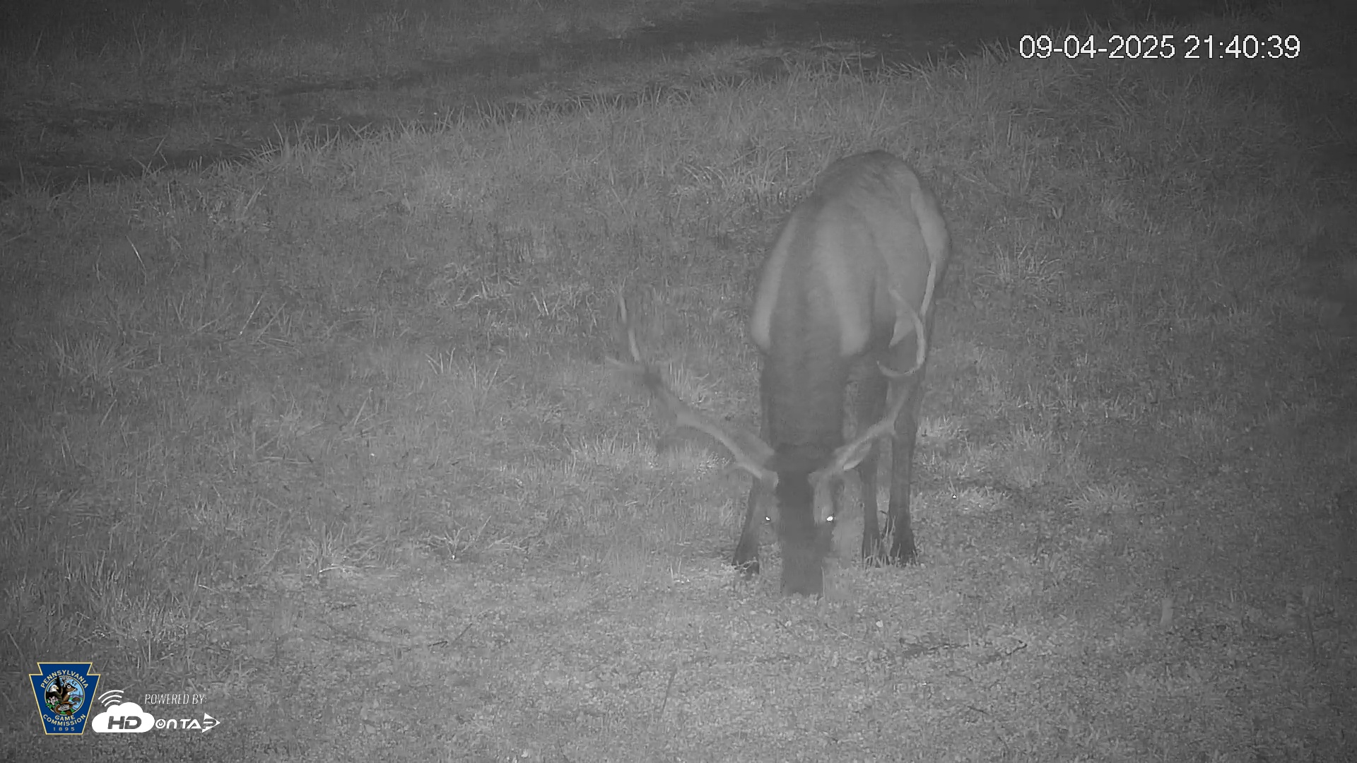Snapshot of Pennsylvania Elk Live Webcam taken Sep 4, 2025, 9:41pm EDT