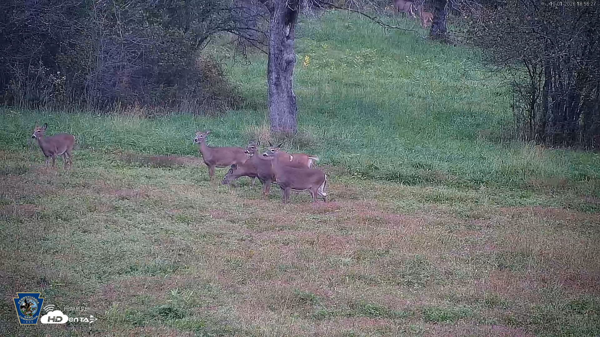 Snapshot of Pennsylvania Elk Live Webcam taken Oct 1, 2026, 6:57pm EDT