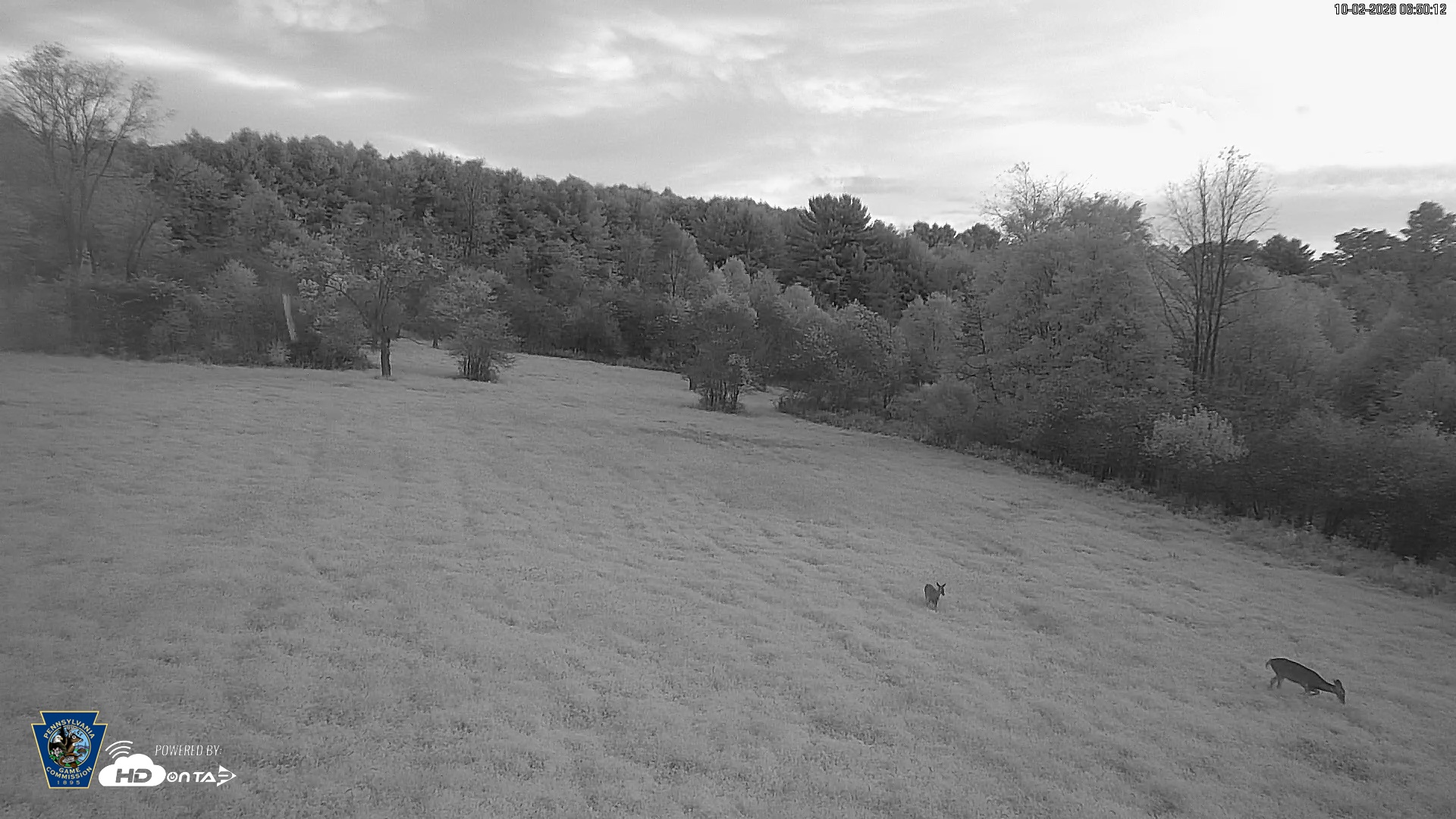 Snapshot of Pennsylvania Elk Live Webcam taken Oct 2, 2026, 6:51am EDT