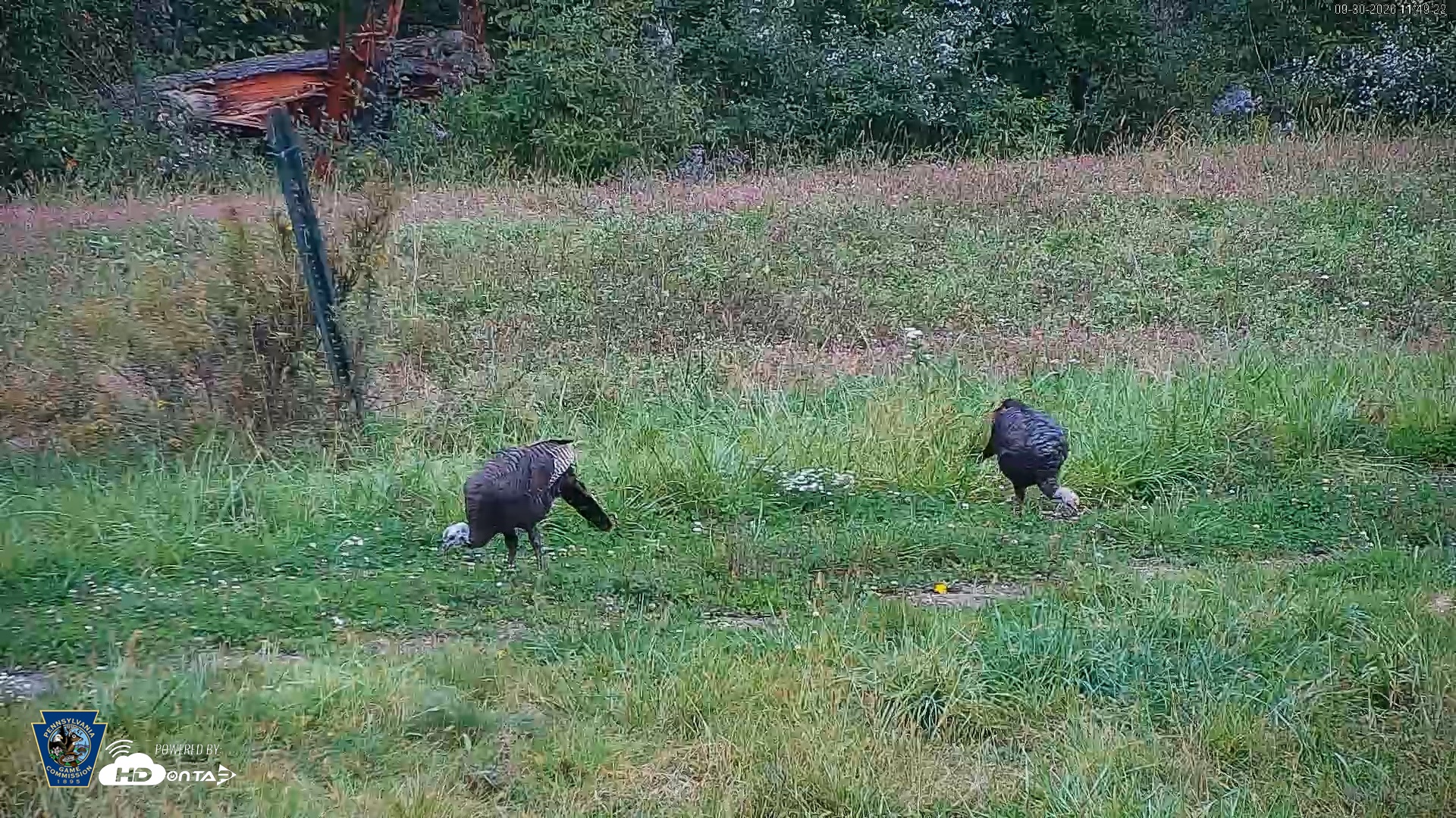 Snapshot of Pennsylvania Elk Live Webcam taken Sep 30, 2026, 11:50am EDT