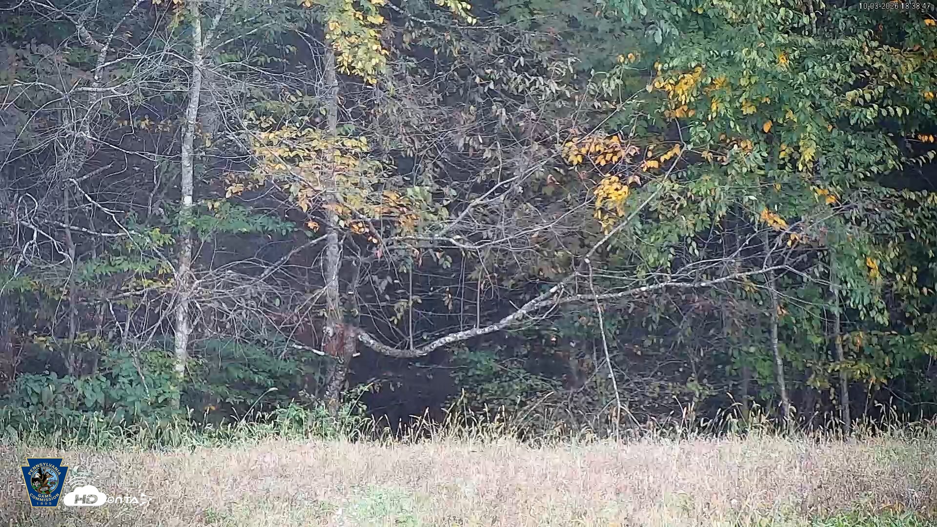 Snapshot of Pennsylvania Elk Live Webcam taken Oct 3, 2026, 6:39pm EDT