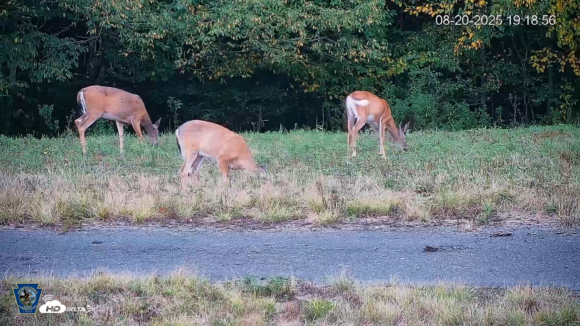 Snapshot of Pennsylvania Elk Live Webcam taken Aug 20, 2025, 7:19pm EDT