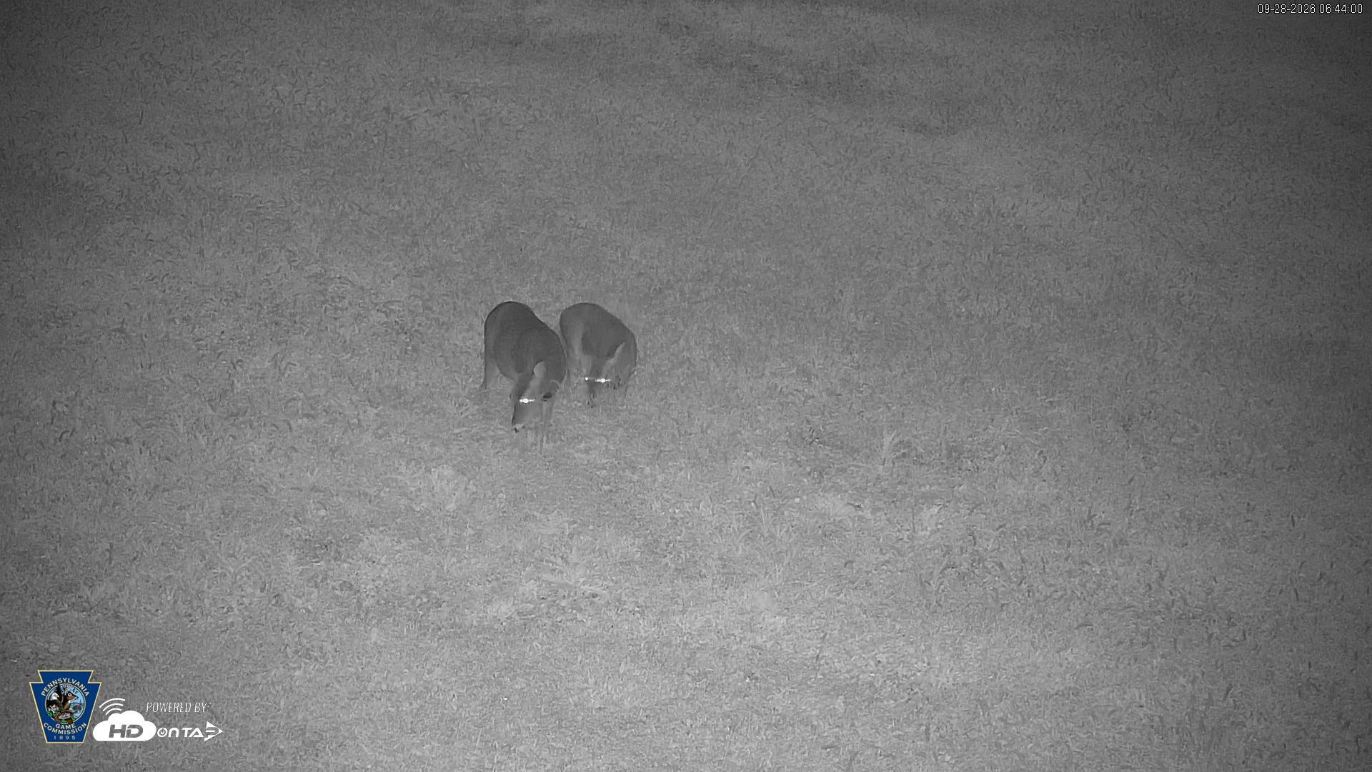 Snapshot of Pennsylvania Elk Live Webcam taken Sep 28, 2026, 6:44am EDT