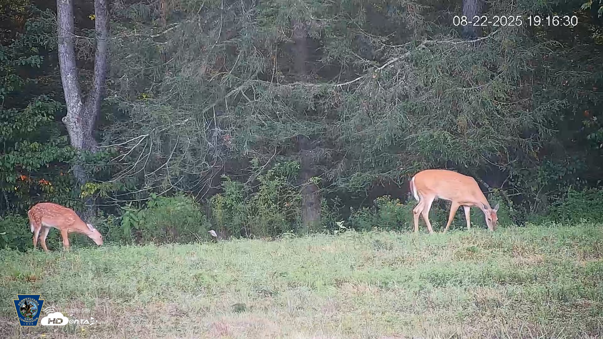 Snapshot of Pennsylvania Elk Live Webcam taken Aug 22, 2025, 7:17pm EDT
