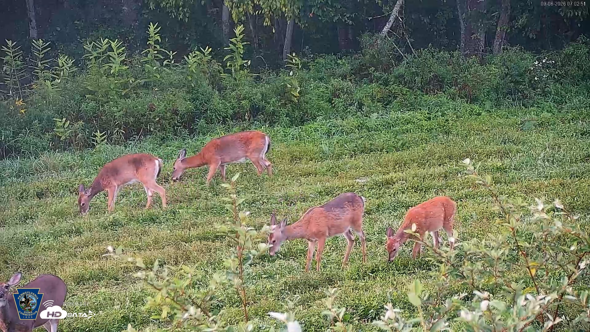 Snapshot of Pennsylvania Elk Live Webcam taken Sep 6, 2026, 7:03am EDT