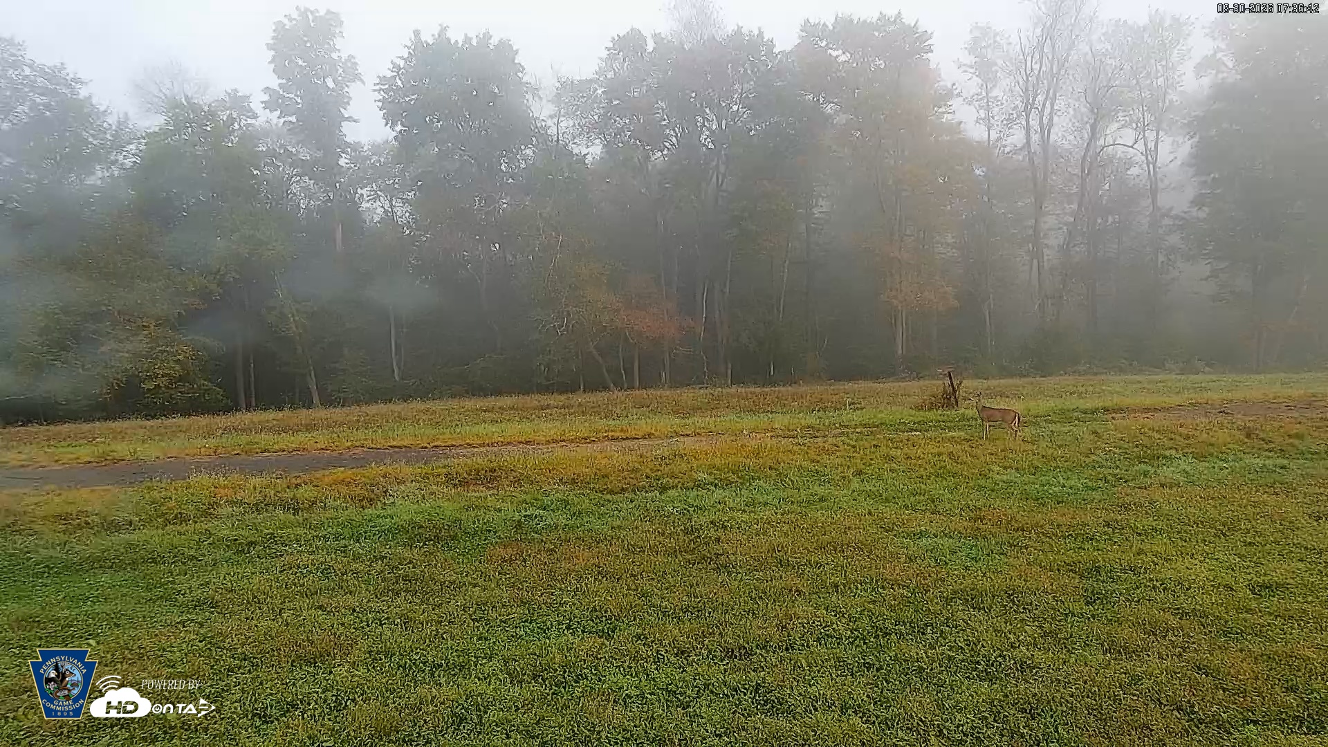 Snapshot of Pennsylvania Elk Live Webcam taken Sep 30, 2026, 7:37am EDT