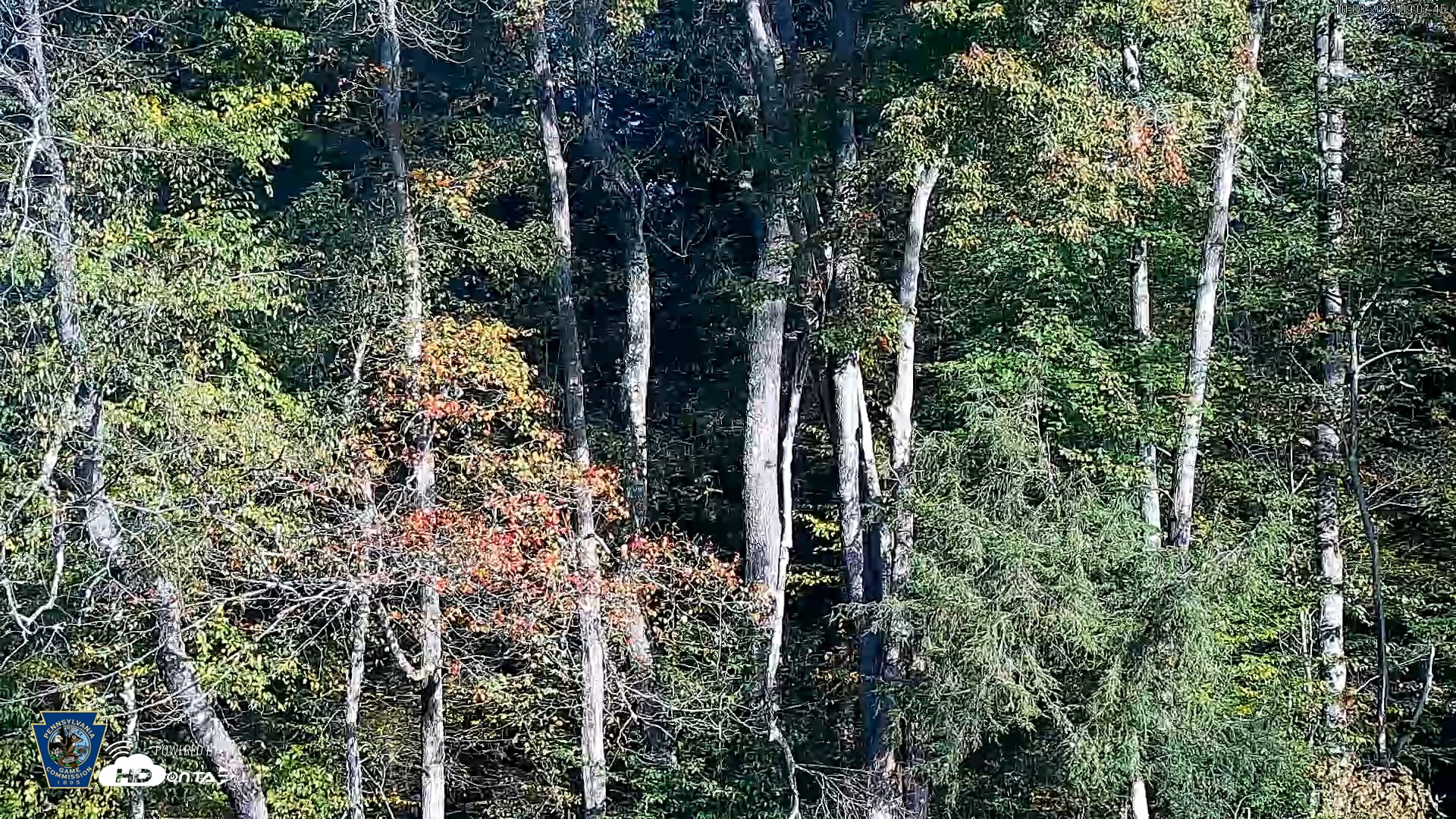 Snapshot of Pennsylvania Elk Live Webcam taken Oct 3, 2026, 9:08am EDT