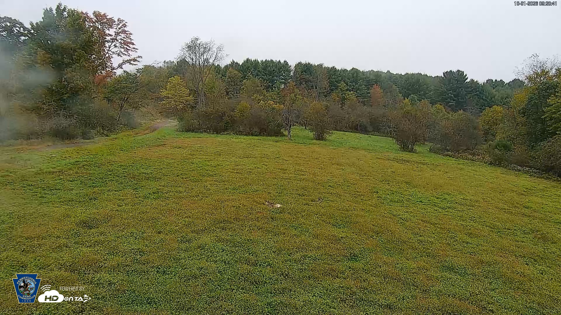 Snapshot of Pennsylvania Elk Live Webcam taken Oct 1, 2026, 9:21am EDT
