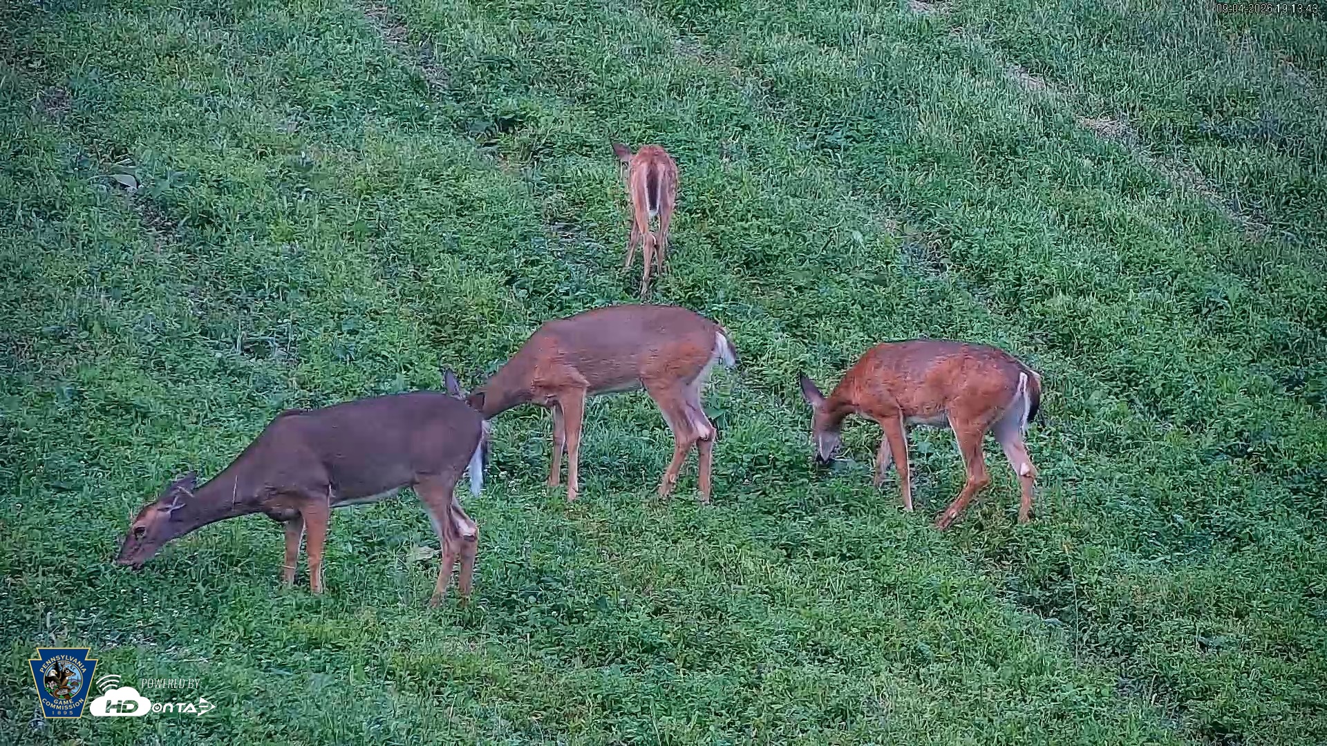 Snapshot of Pennsylvania Elk Live Webcam taken Sep 4, 2026, 7:14pm EDT