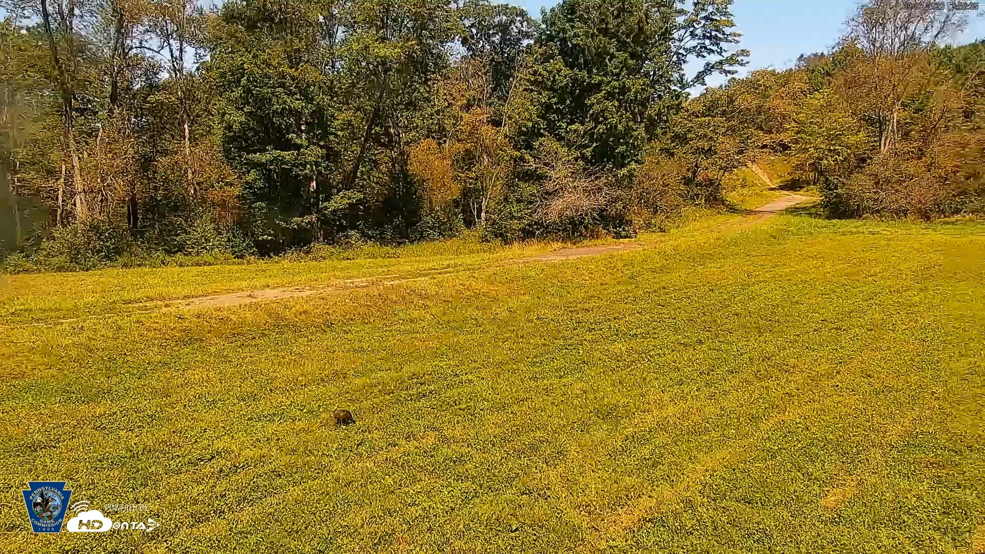 Snapshot of Pennsylvania Elk Live Webcam taken Sep 7, 2026, 1:07pm EDT