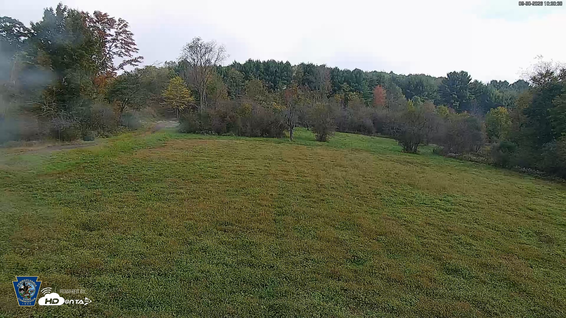 Snapshot of Pennsylvania Elk Live Webcam taken Sep 30, 2026, 10:31am EDT
