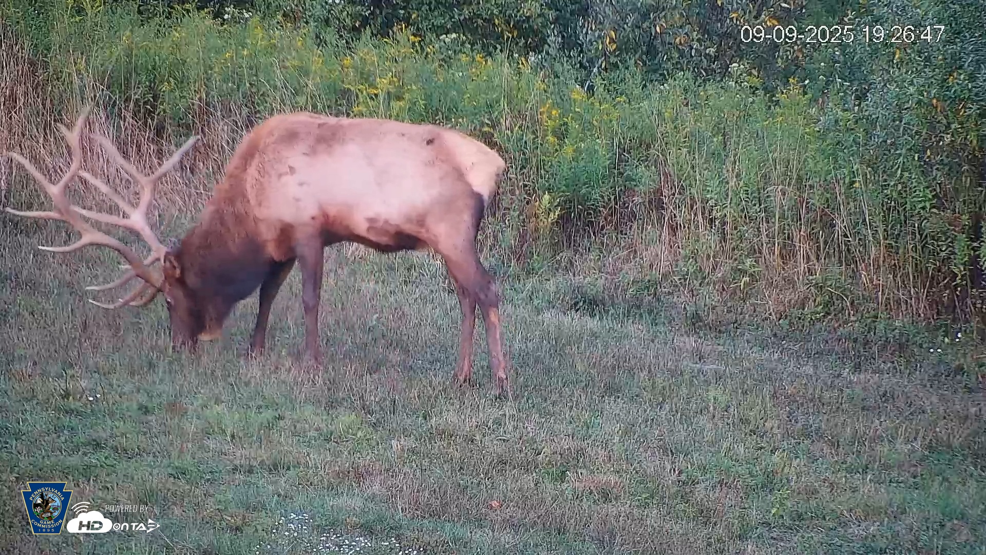 Snapshot of Pennsylvania Elk Live Webcam taken Sep 9, 2025, 7:27pm EDT