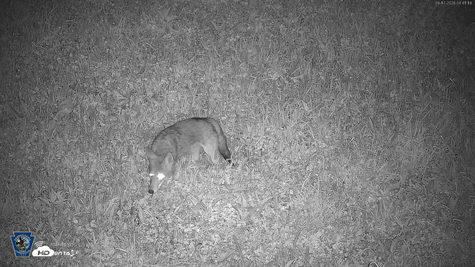 Snapshot of Pennsylvania Elk Live Webcam taken Aug 17, 2026, 4:42am EDT