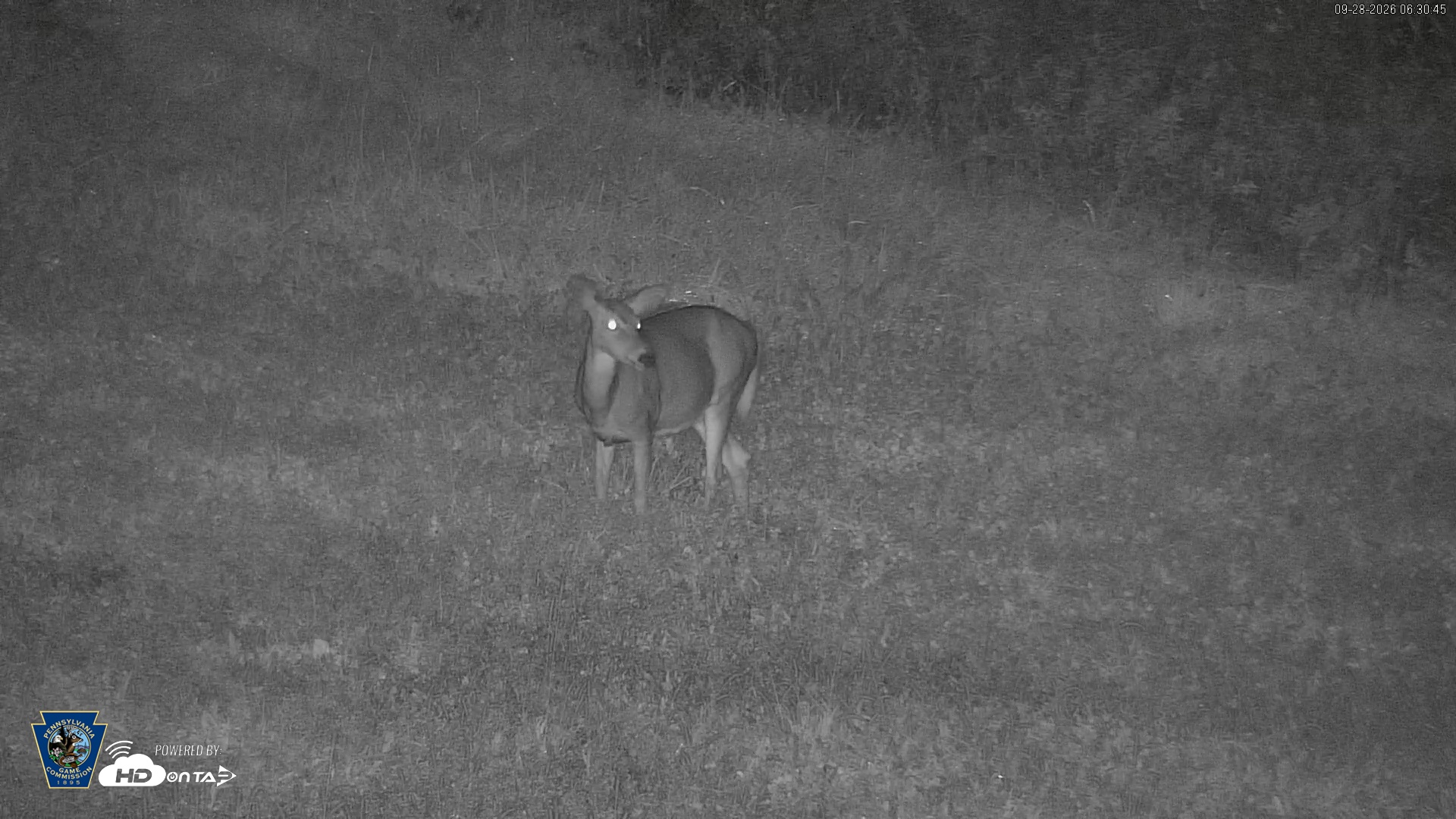 Snapshot of Pennsylvania Elk Live Webcam taken Sep 28, 2026, 6:31am EDT