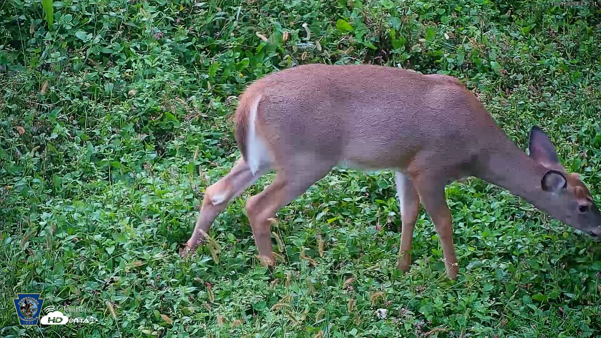 Snapshot of Pennsylvania Elk Live Webcam taken Oct 1, 2026, 8:16am EDT