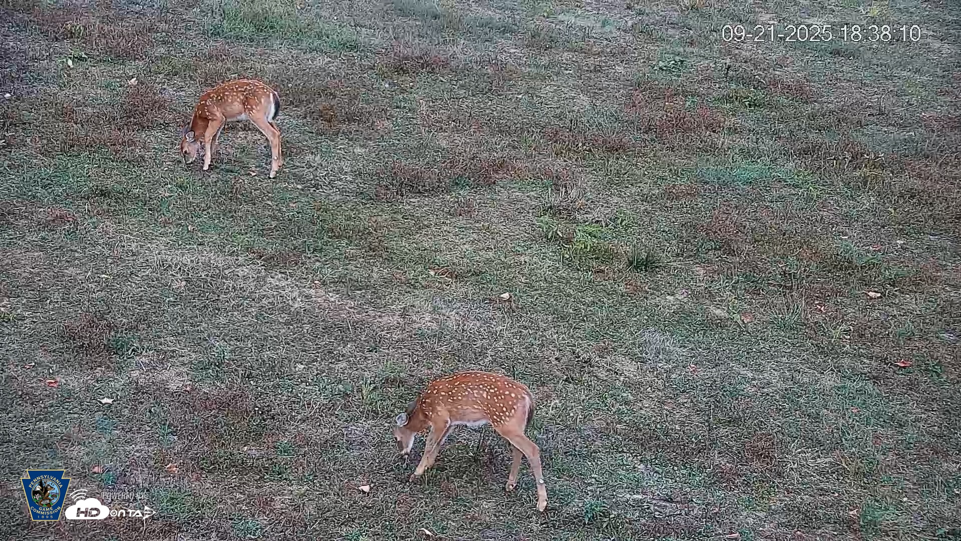Snapshot of Pennsylvania Elk Live Webcam taken Sep 21, 2025, 6:39pm EDT
