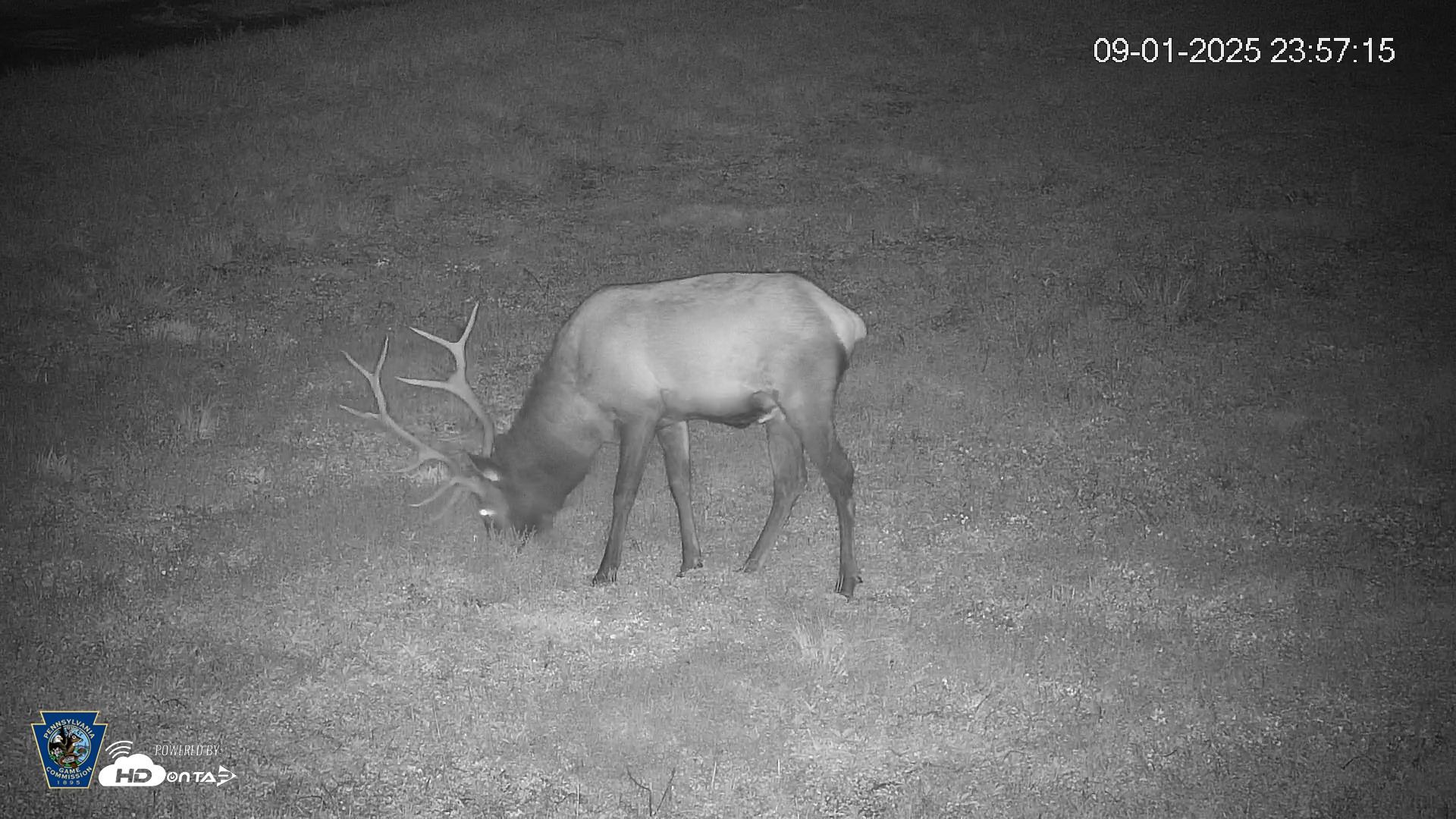 Snapshot of Pennsylvania Elk Live Webcam taken Sep 1, 2025, 11:57pm EDT