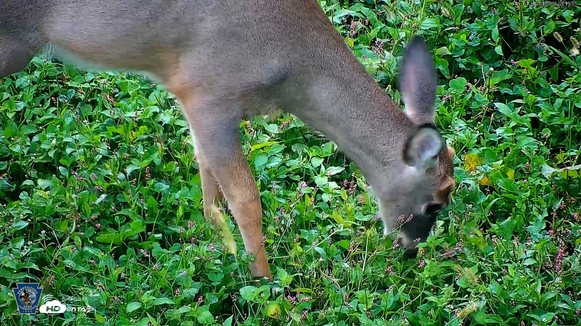 Snapshot of Pennsylvania Elk Live Webcam taken Oct 1, 2026, 8:16am EDT