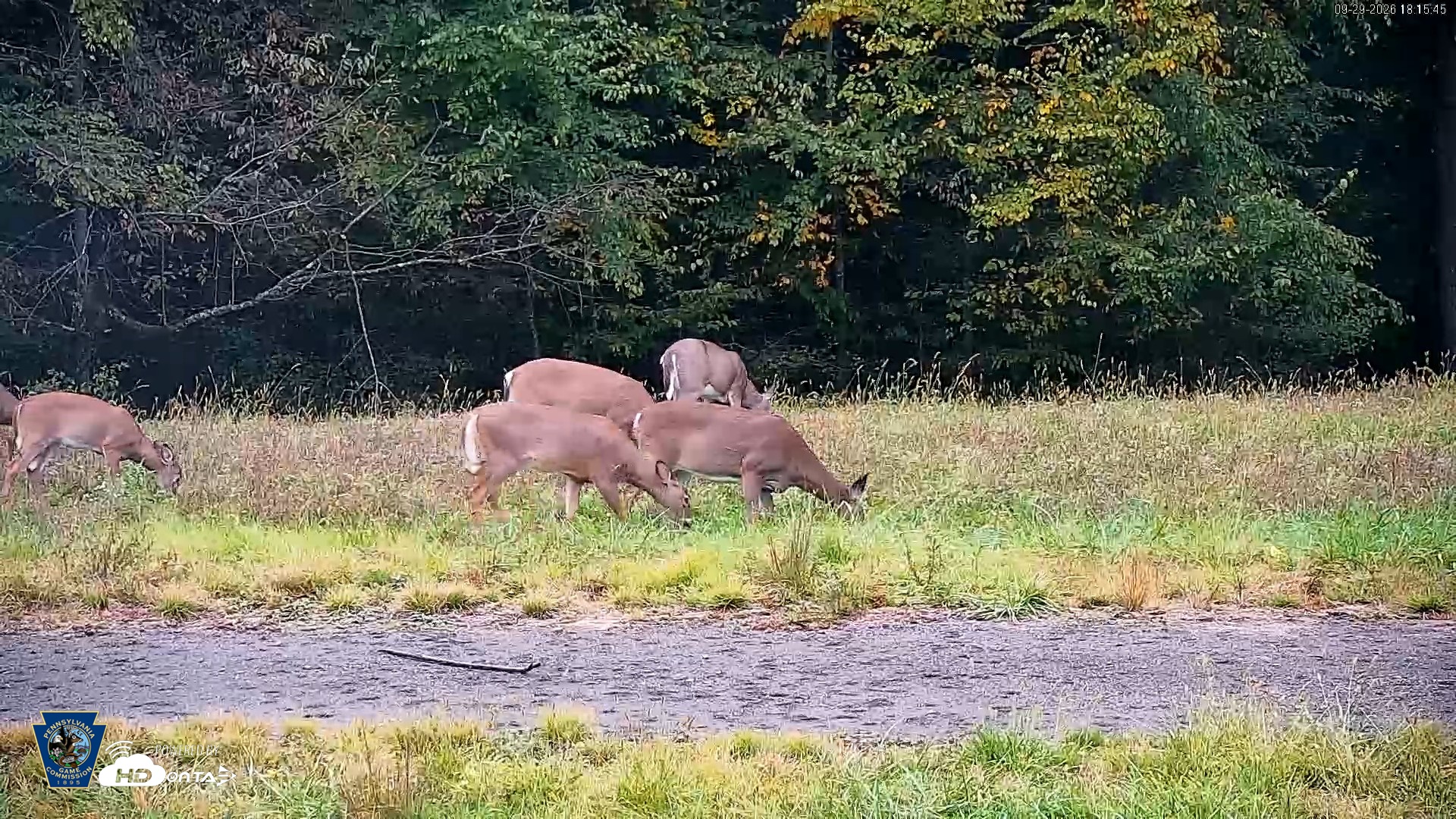 Snapshot of Pennsylvania Elk Live Webcam taken Sep 29, 2026, 6:16pm EDT
