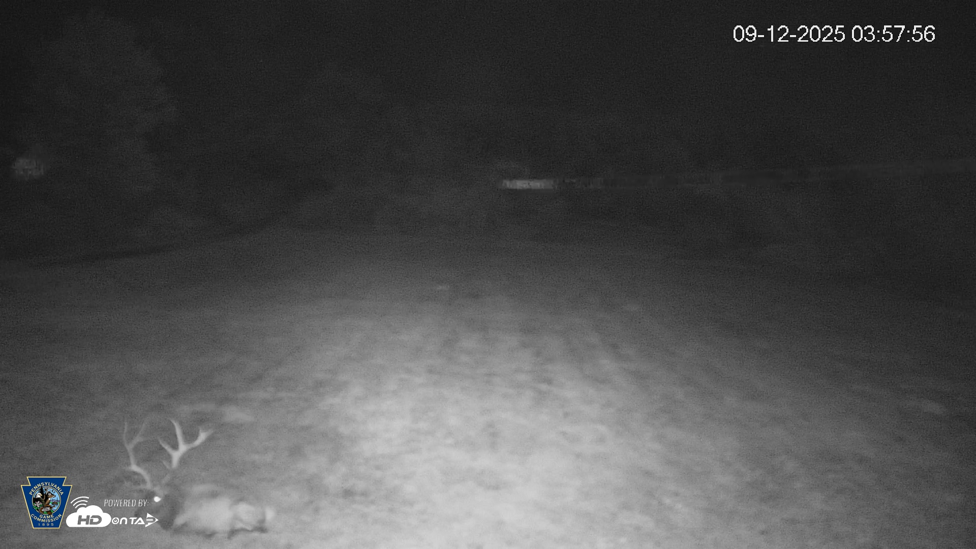Snapshot of Pennsylvania Elk Live Webcam taken Sep 12, 2025, 3:58am EDT